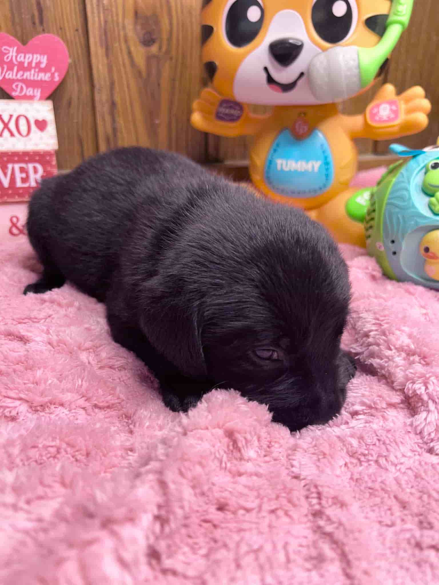 A purebred black Labrador Retriever puppy with a pink curtain and red rose flowers around him.