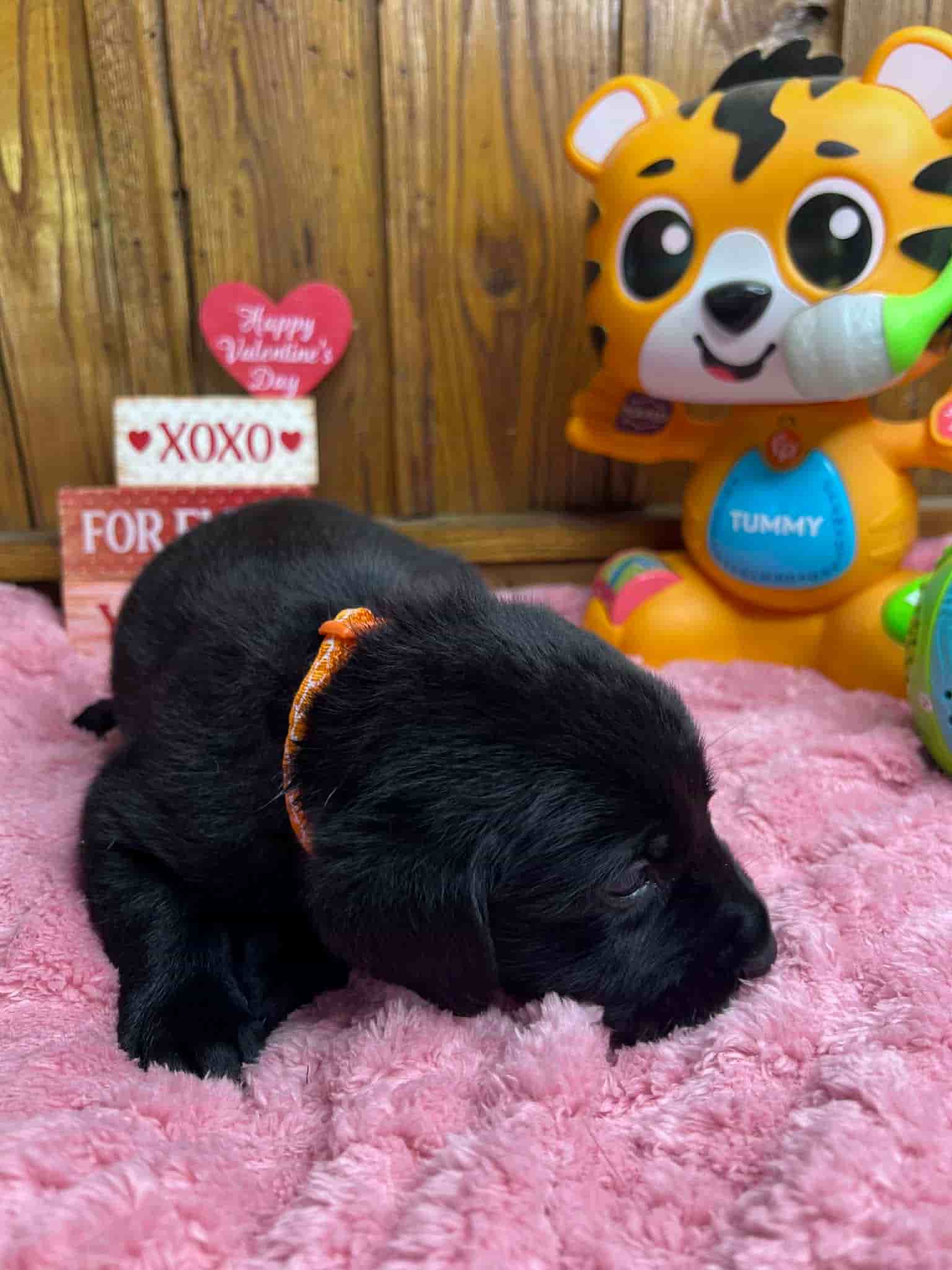 A purebred black Labrador Retriever puppy with a pink curtain and red rose flowers around him.