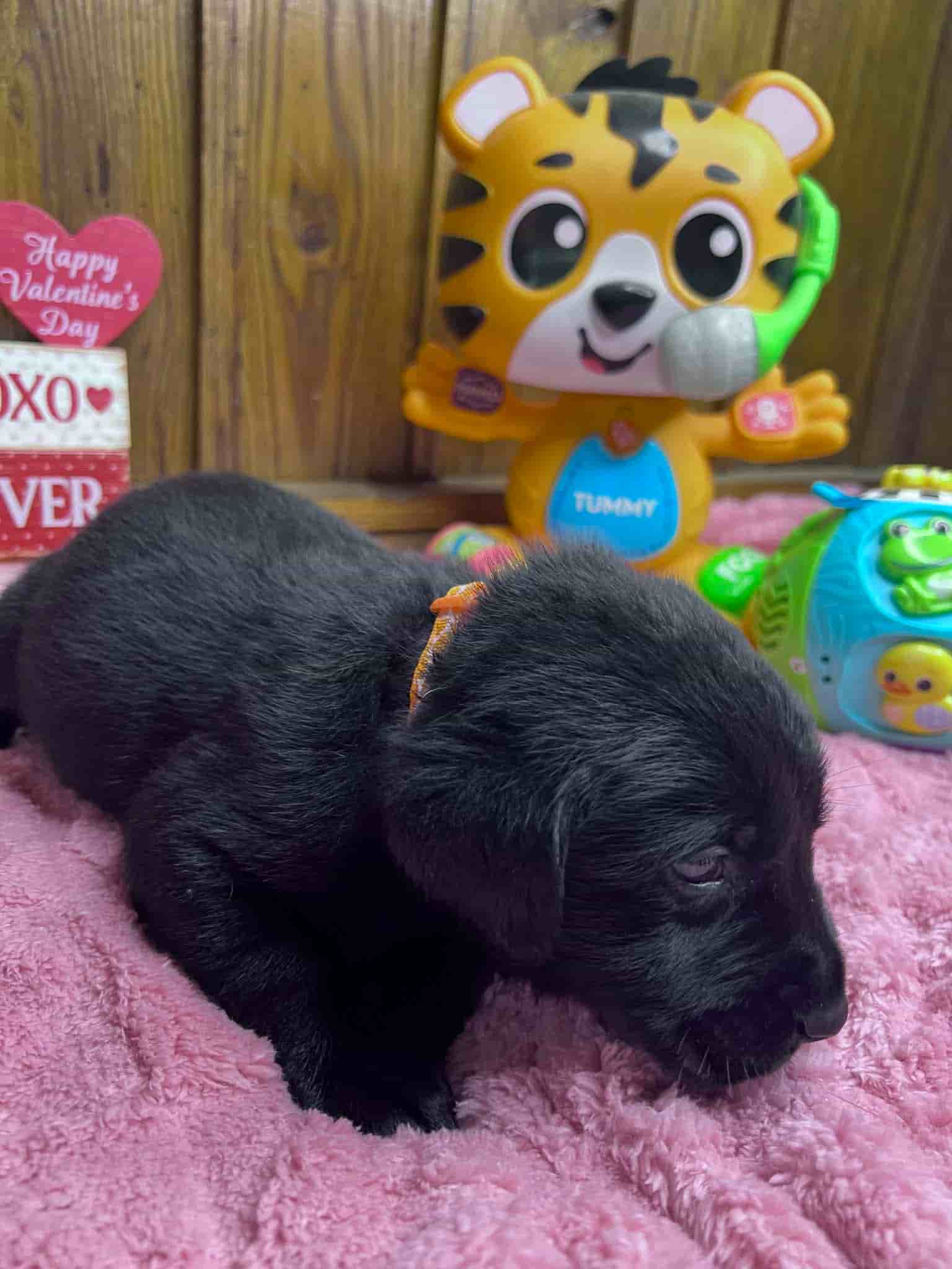 A purebred black Labrador Retriever puppy with a pink curtain and red rose flowers around him.