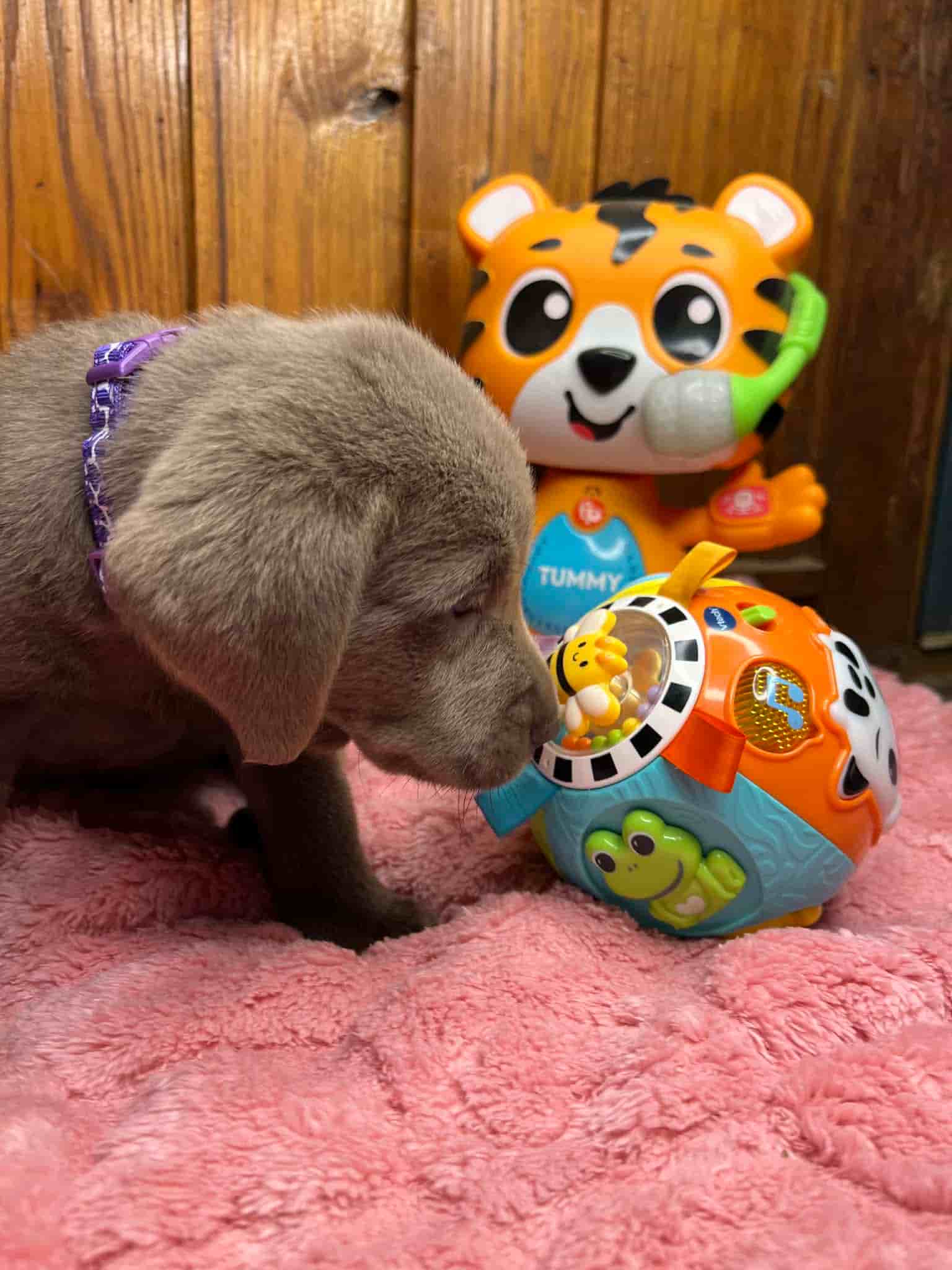 A purebred black Labrador Retriever puppy with a pink curtain and red rose flowers around him.