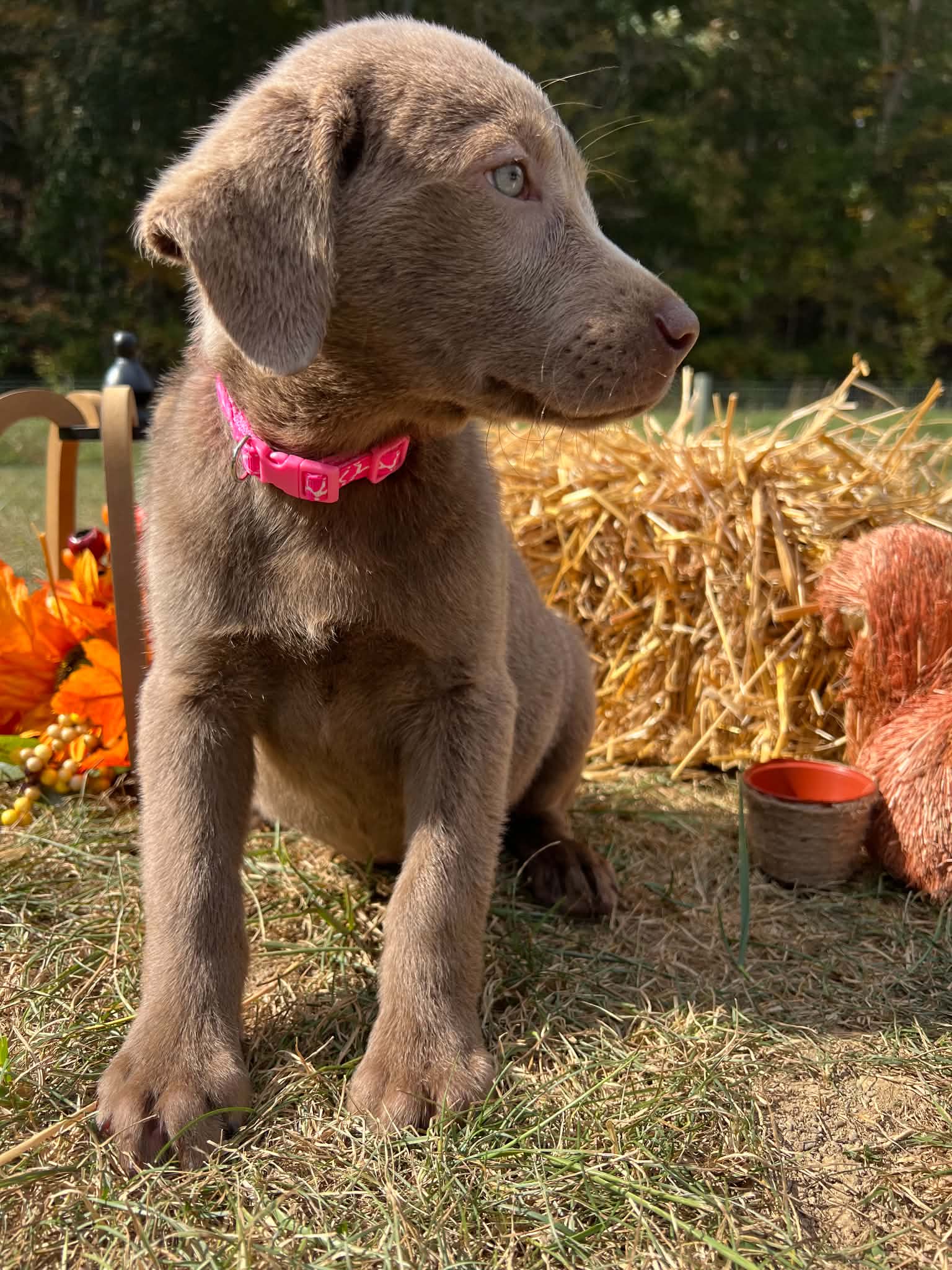 A purebred Labrador Retriever puppy outside in natural daylight.