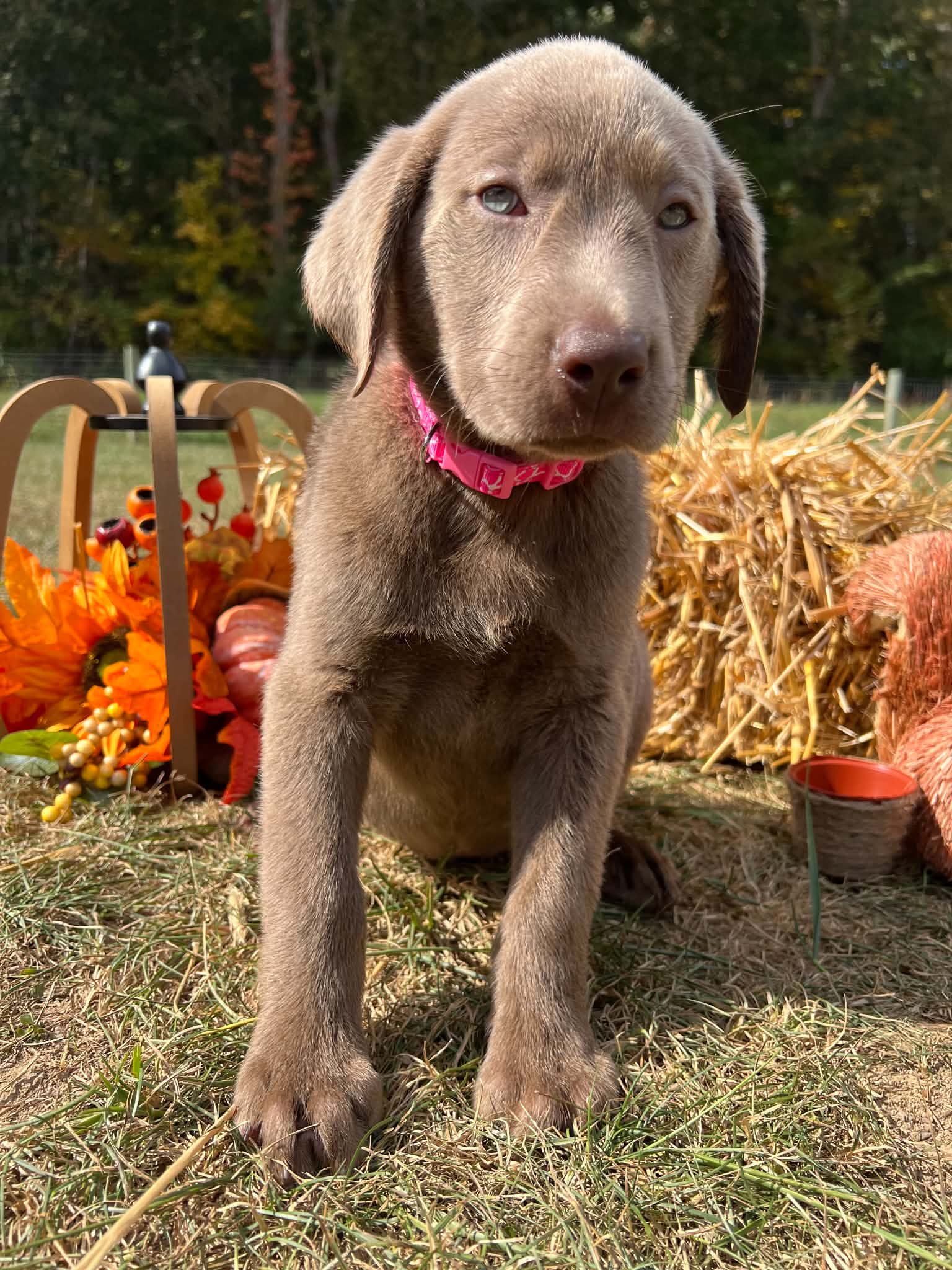 A purebred Labrador Retriever puppy outside in natural daylight.