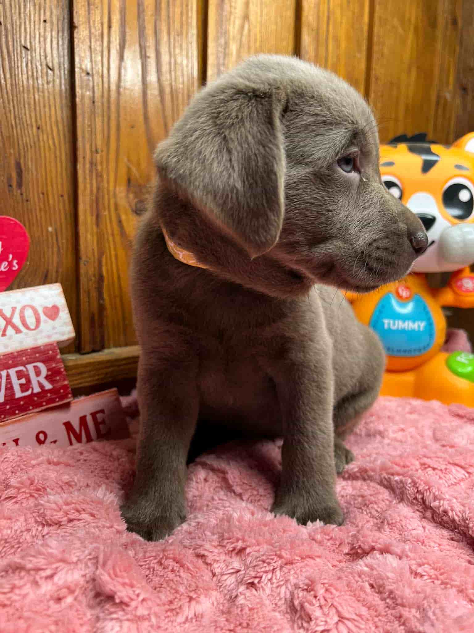 A purebred black Labrador Retriever puppy with a pink curtain and red rose flowers around him.