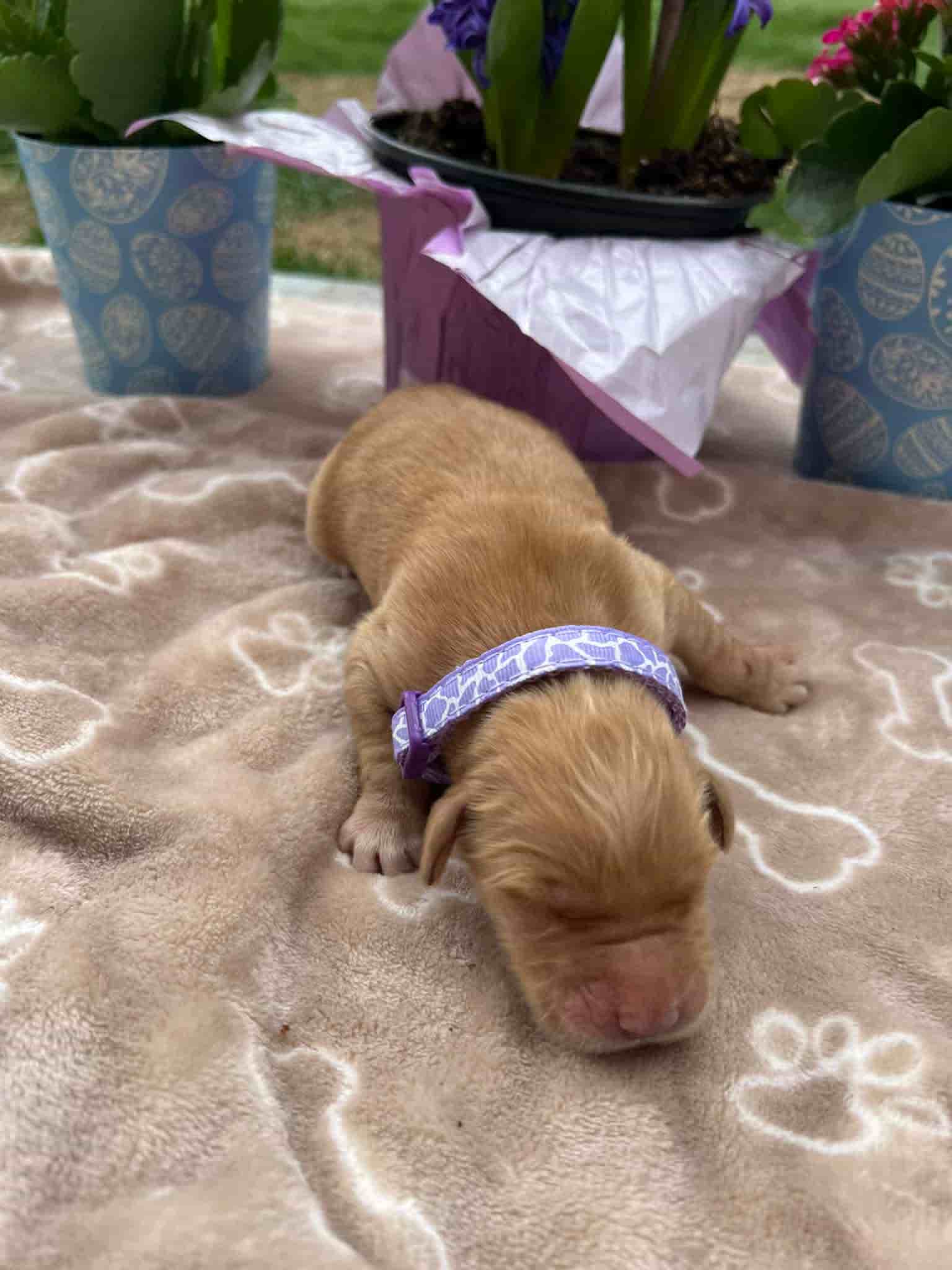 A purebred Golden Retriever puppy with a pink curtain and red rose flowers around him.