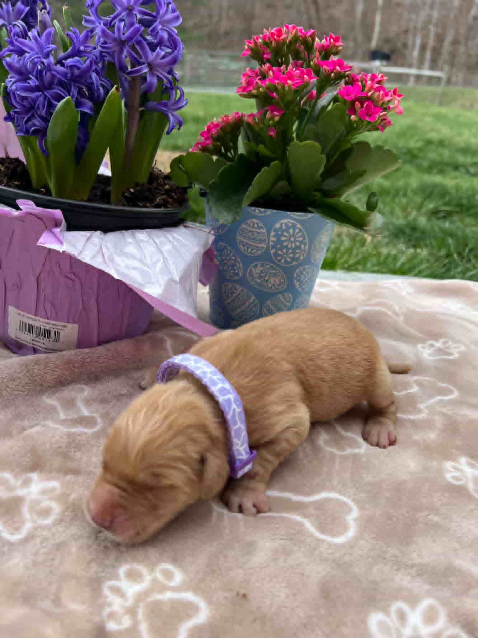 A purebred Golden Retriever puppy with a pink curtain and red rose flowers around him.