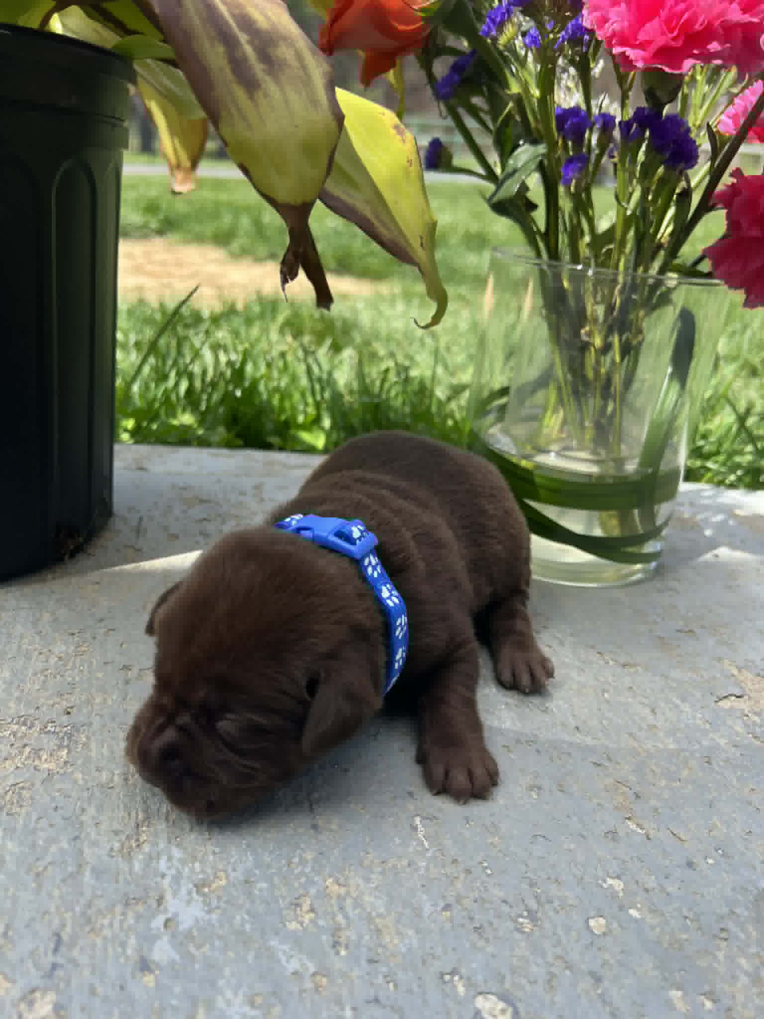 A purebred black Labrador Retriever puppy with a pink curtain and red rose flowers around him.