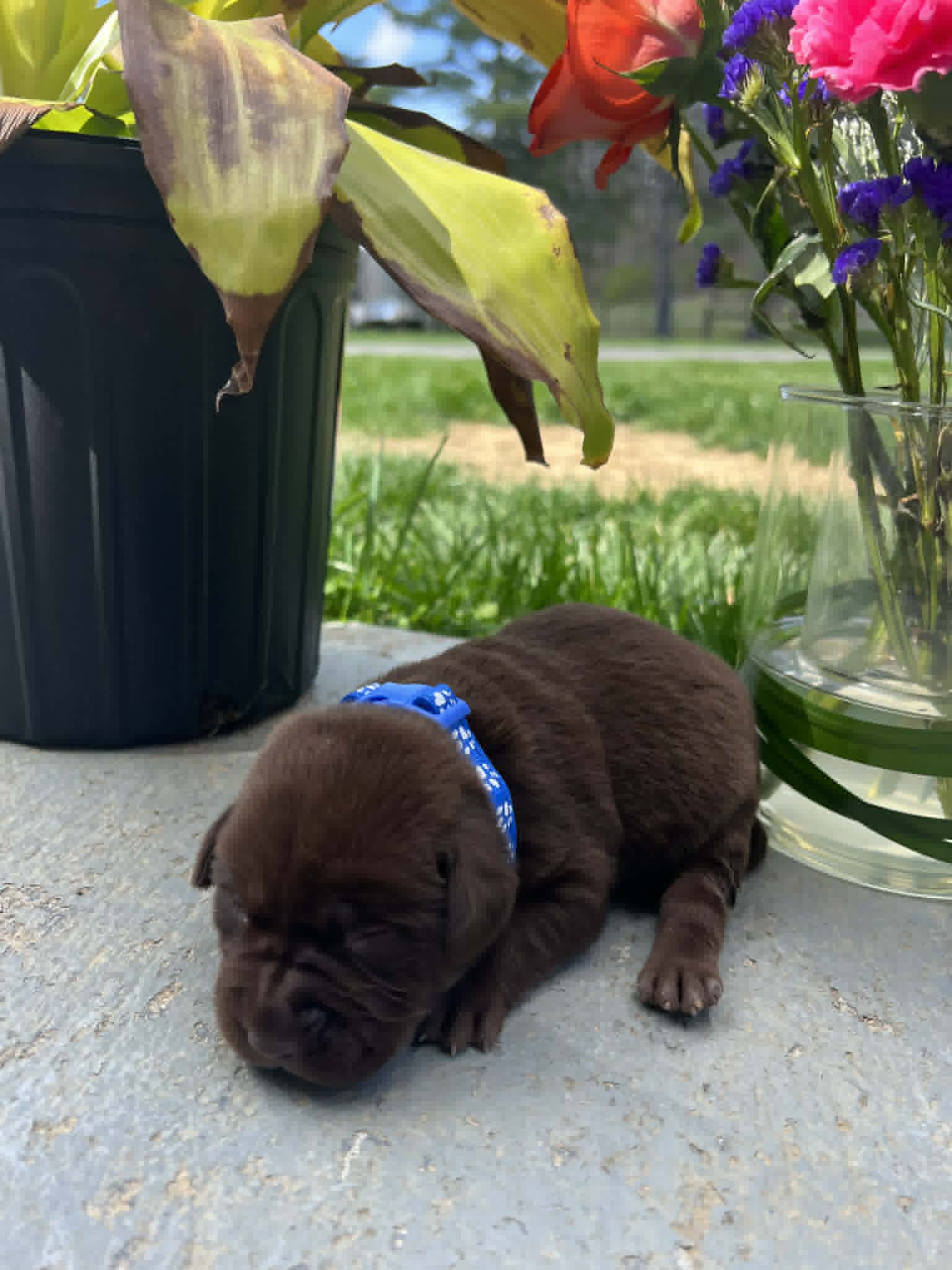A purebred black Labrador Retriever puppy with a pink curtain and red rose flowers around him.