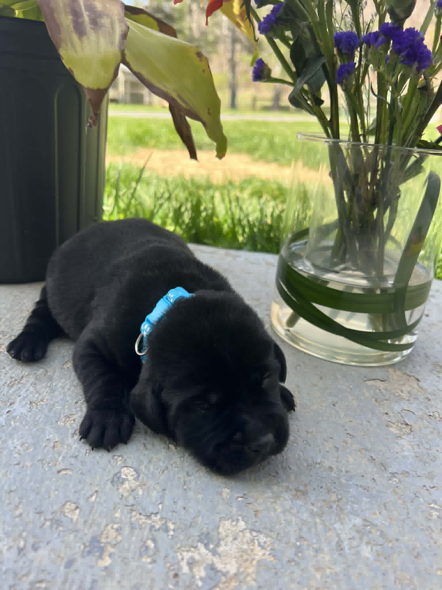 A purebred black Labrador Retriever puppy with a pink curtain and red rose flowers around him.