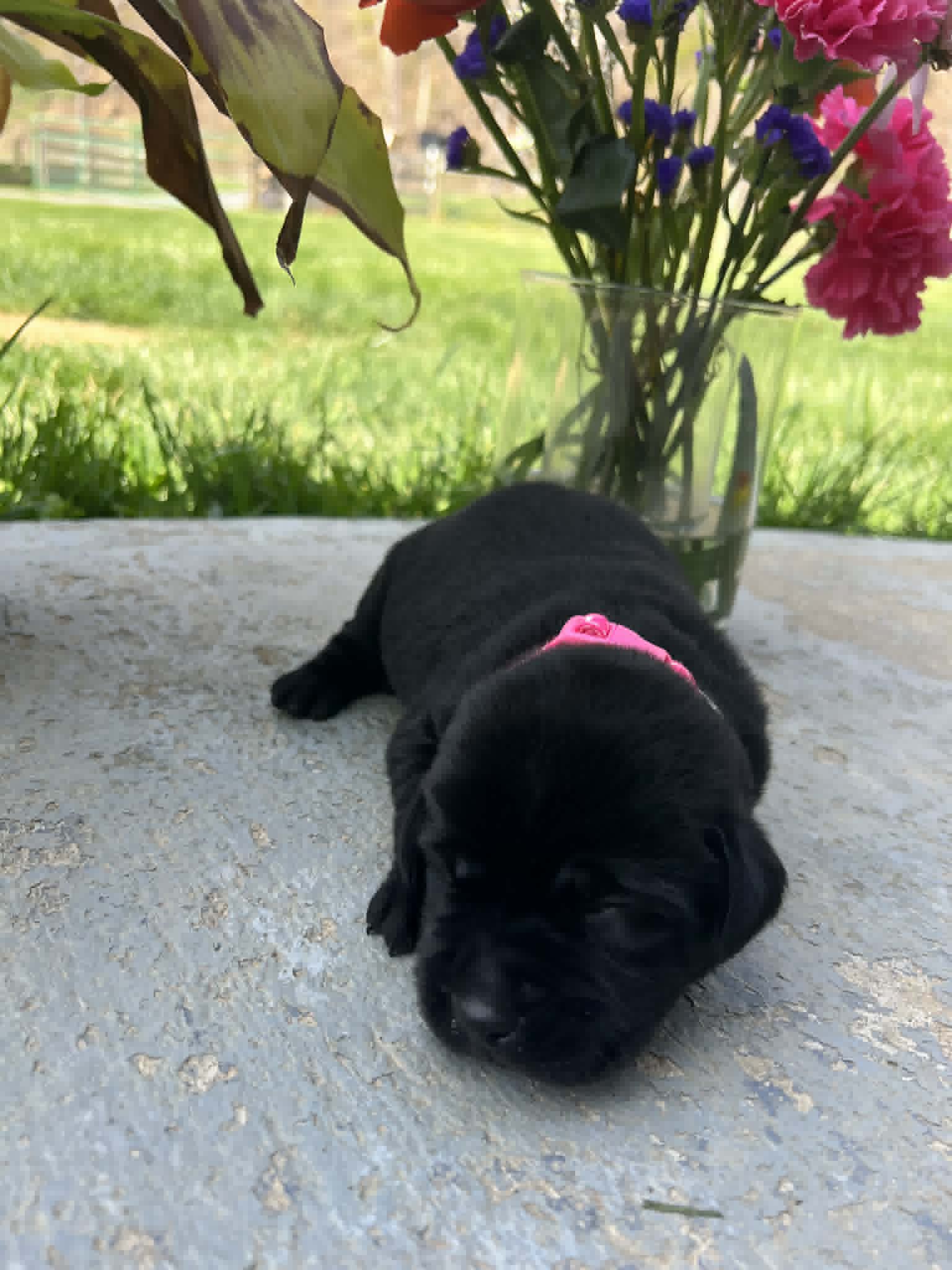 A purebred black Labrador Retriever puppy with a pink curtain and red rose flowers around him.
