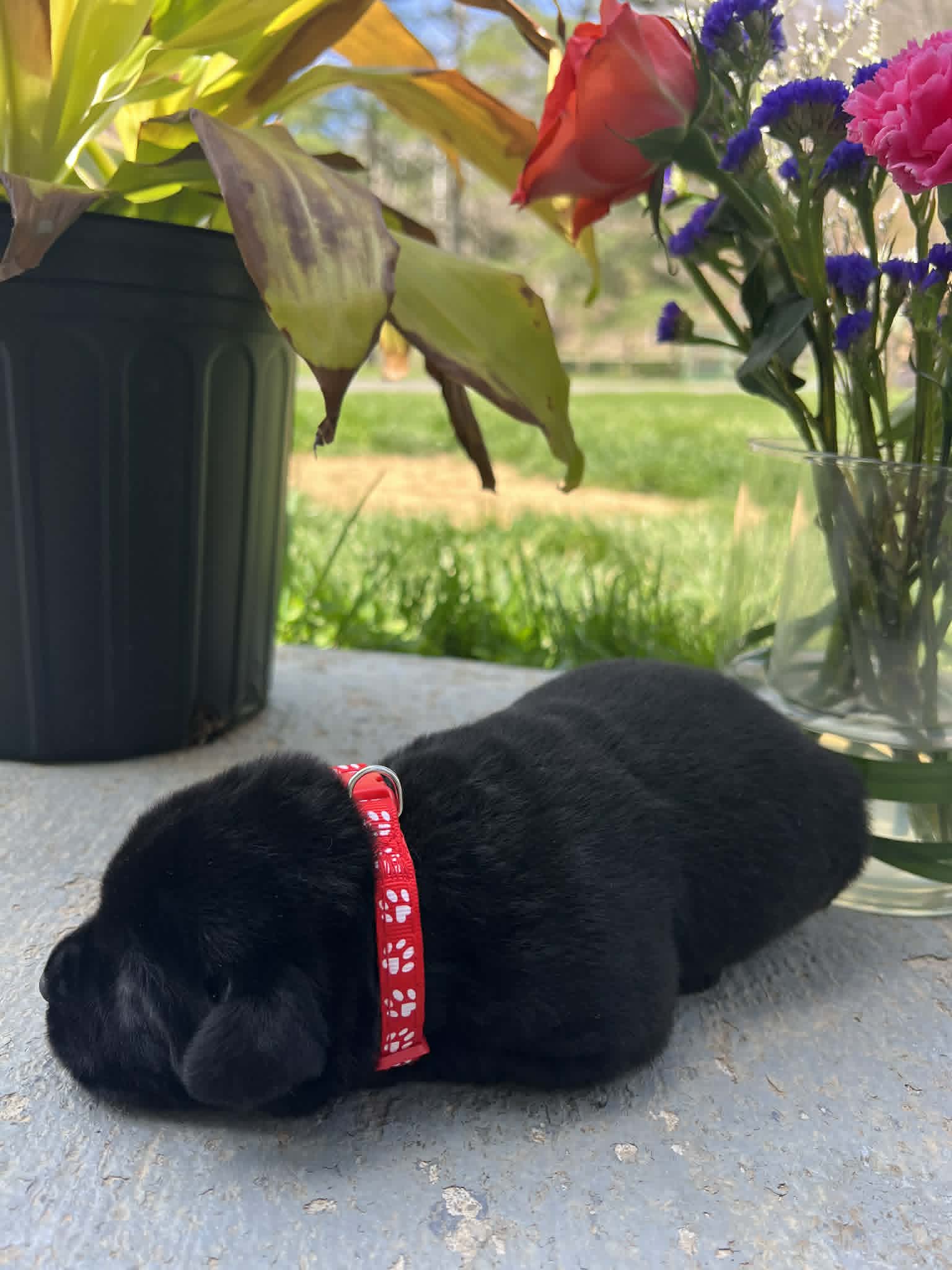 A purebred black Labrador Retriever puppy with a pink curtain and red rose flowers around him.