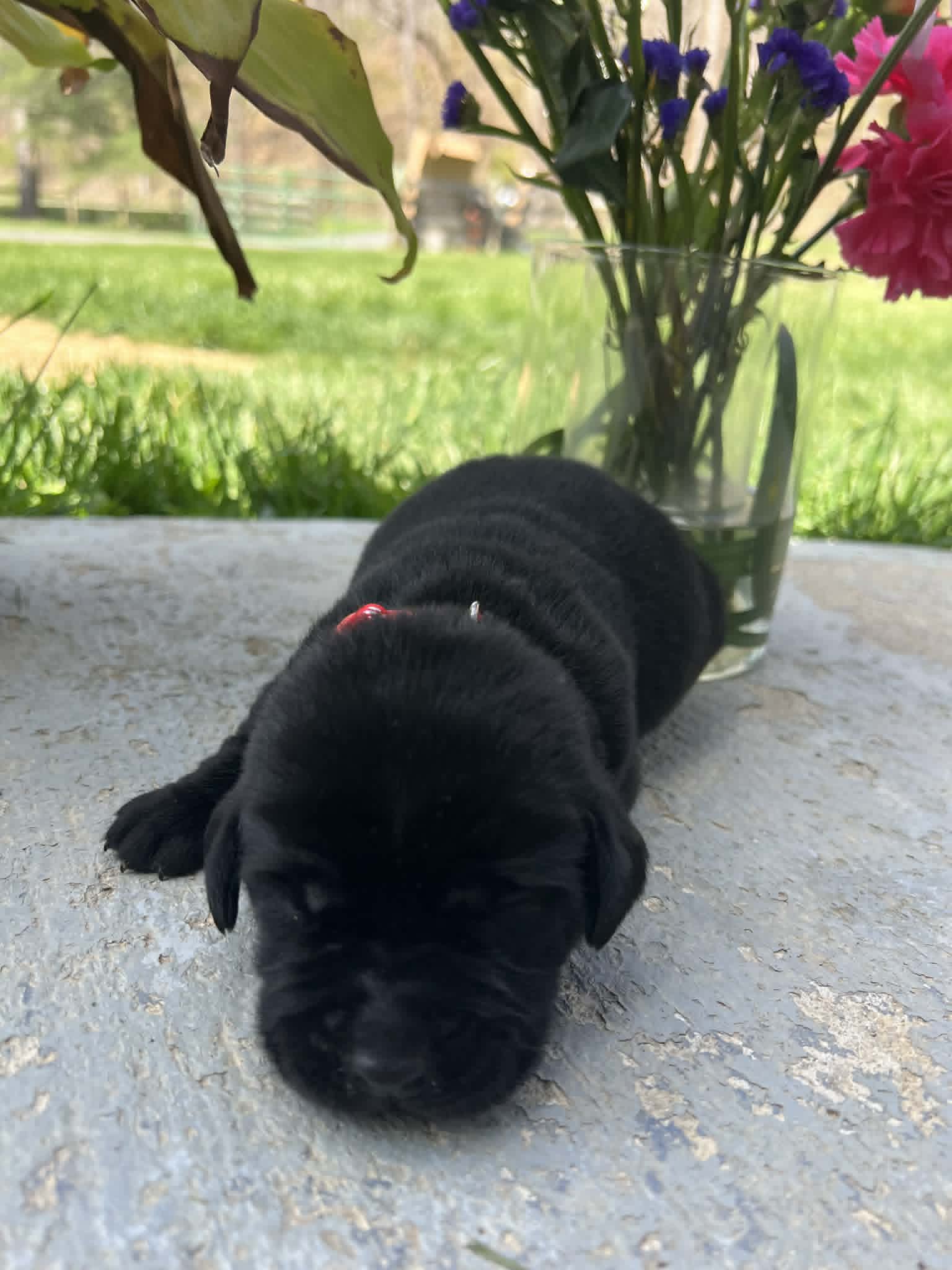 A purebred black Labrador Retriever puppy with a pink curtain and red rose flowers around him.