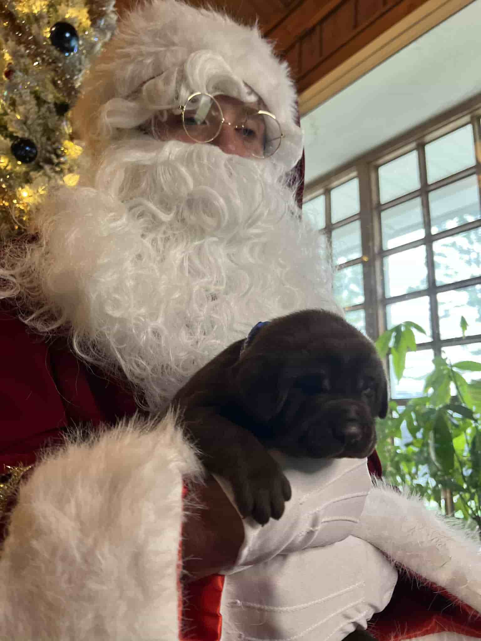 A purebred yellow Labrador Retriever puppy with a pink curtain and red rose flowers around him.