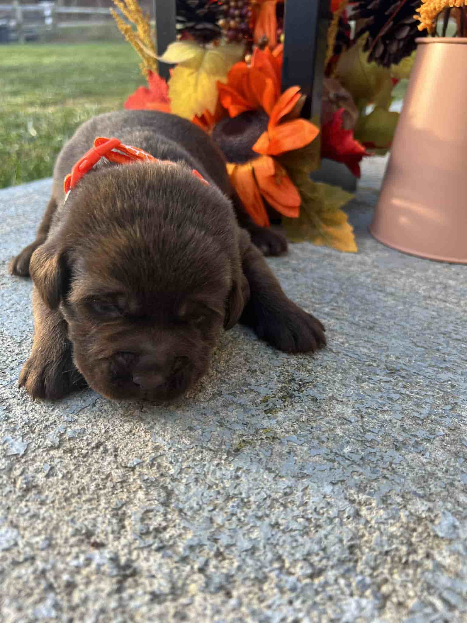 A purebred yellow Labrador Retriever puppy with a pink curtain and red rose flowers around him.