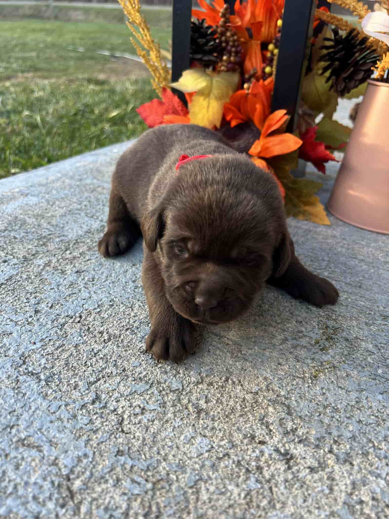 A purebred yellow Labrador Retriever puppy with a pink curtain and red rose flowers around him.