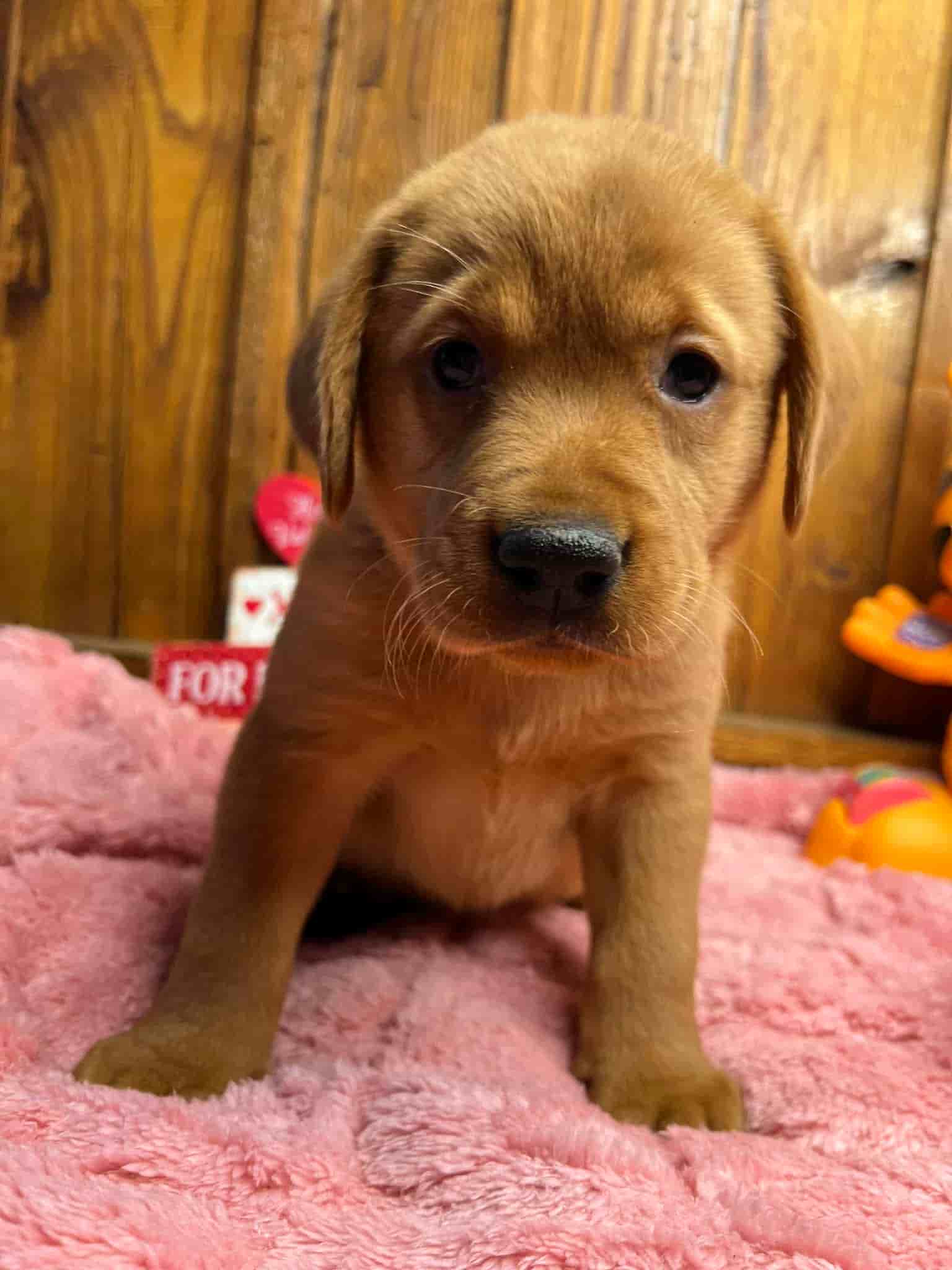 A purebred black Labrador Retriever puppy with a pink curtain and red rose flowers around him.