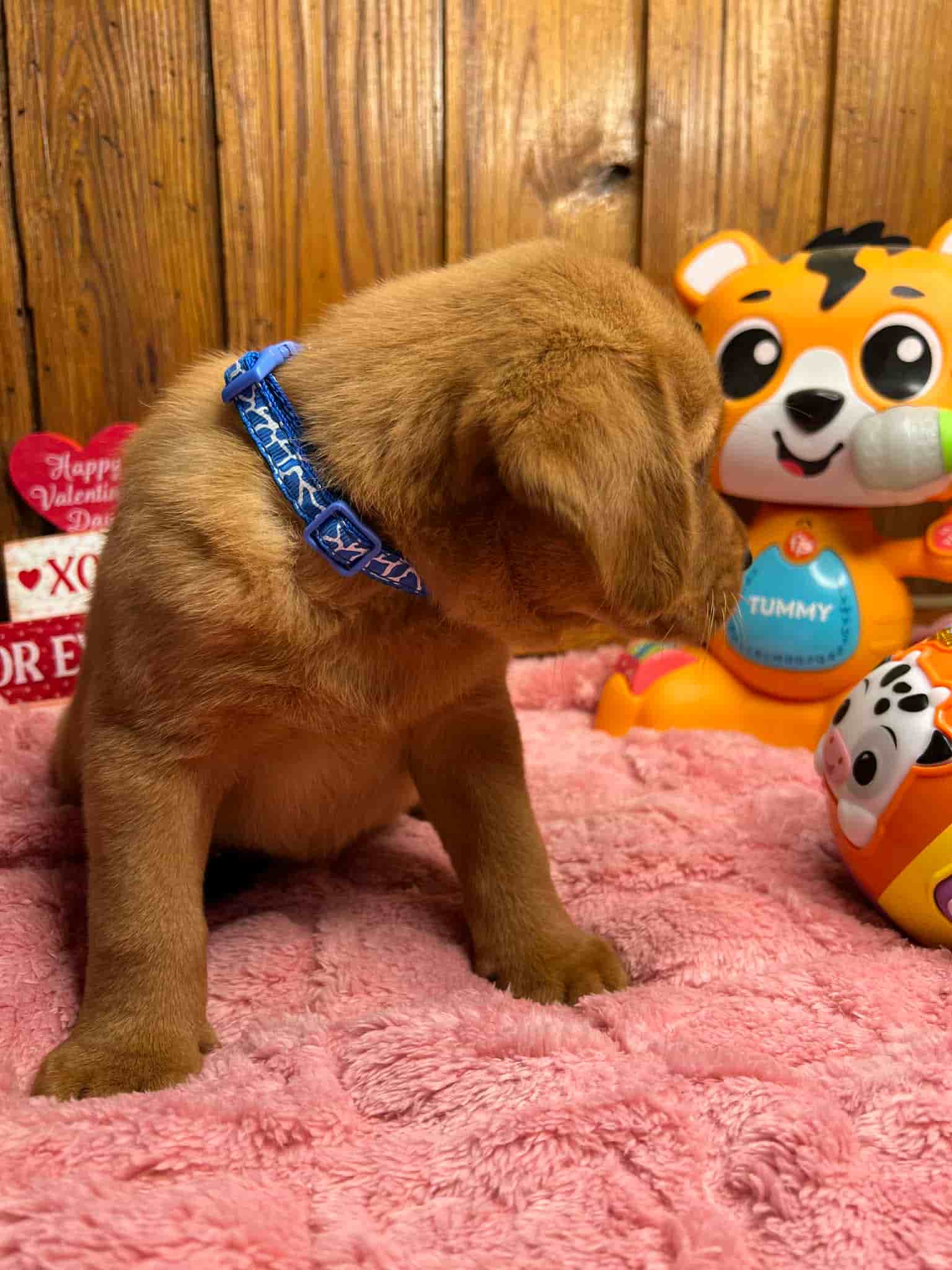 A purebred black Labrador Retriever puppy with a pink curtain and red rose flowers around him.