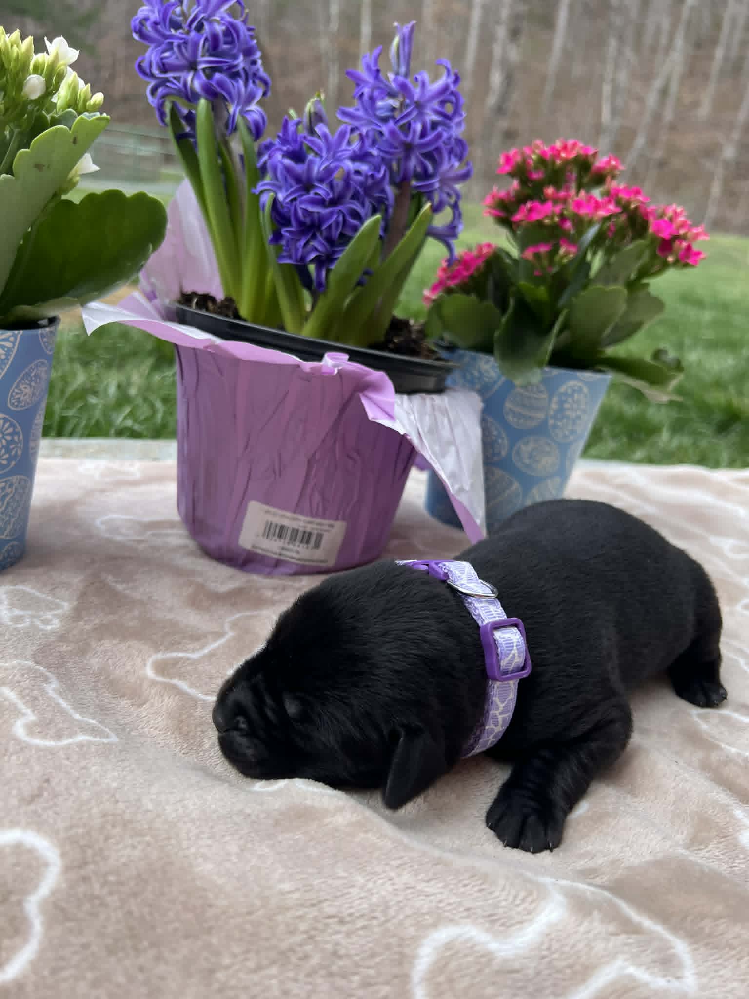 A purebred black Labrador Retriever puppy with a pink curtain and red rose flowers around him.
