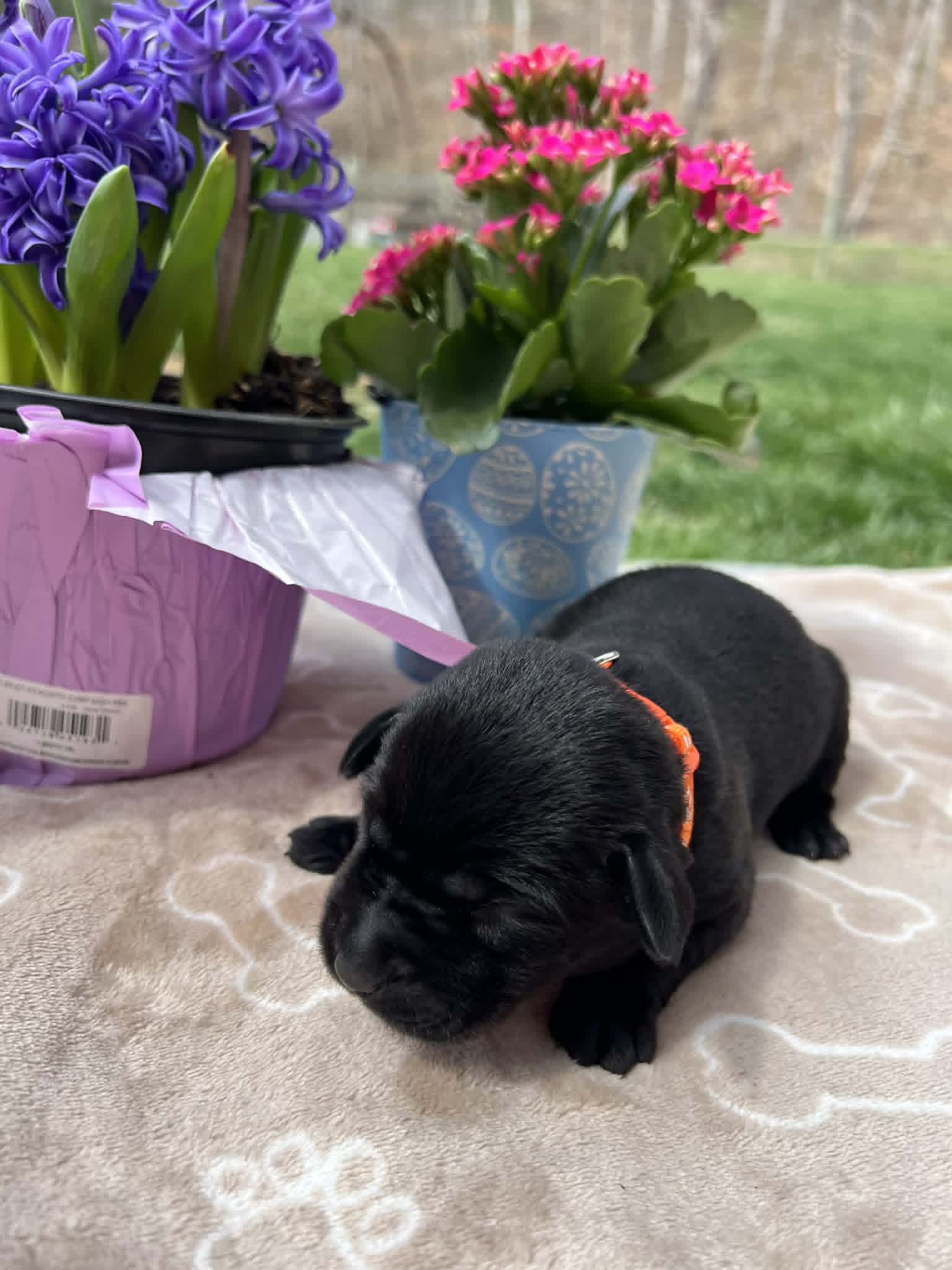 A purebred black Labrador Retriever puppy with a pink curtain and red rose flowers around him.