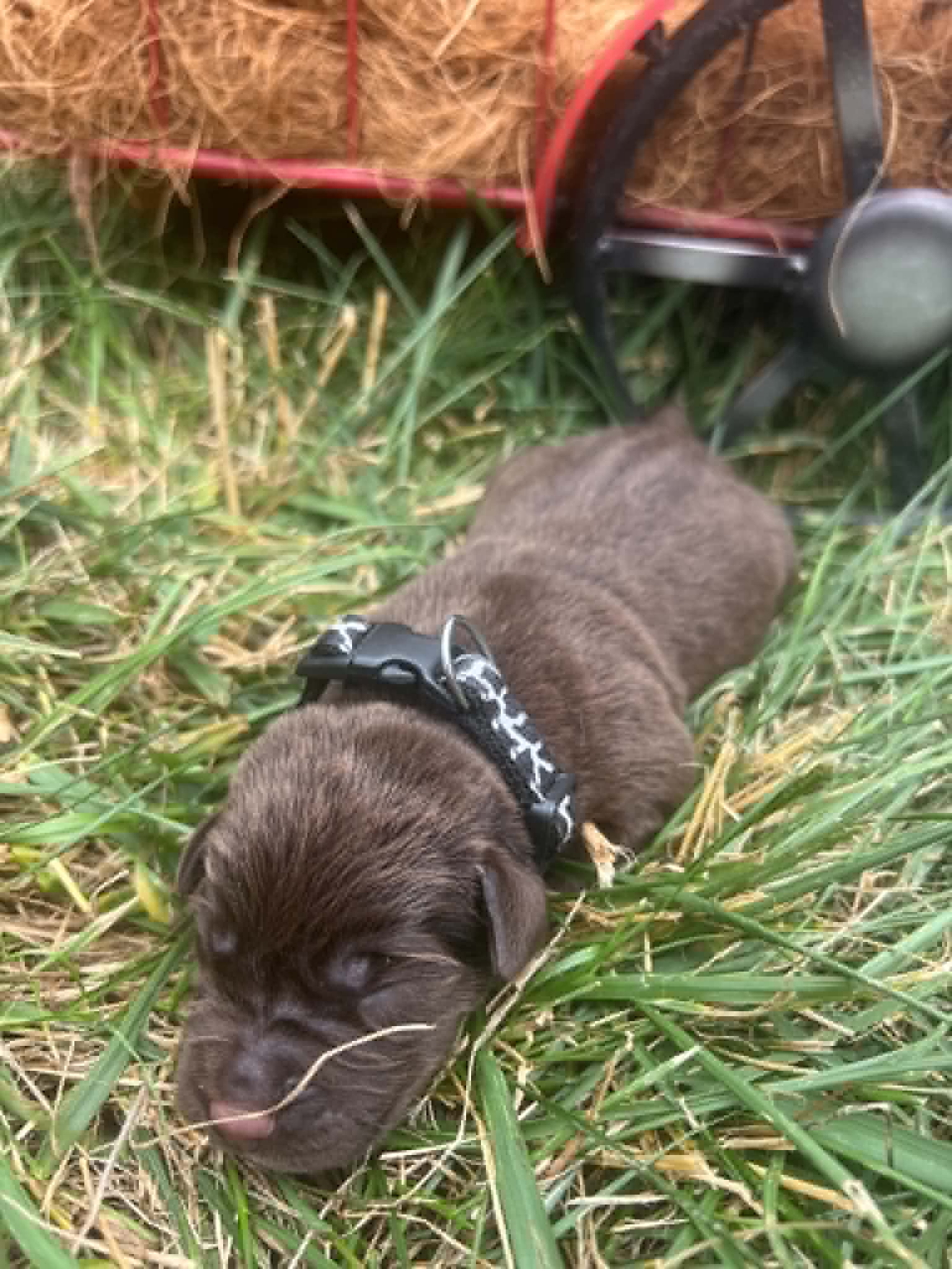 A purebred chocolate Labrador Retriever puppy with a pink curtain and red rose flowers around him.