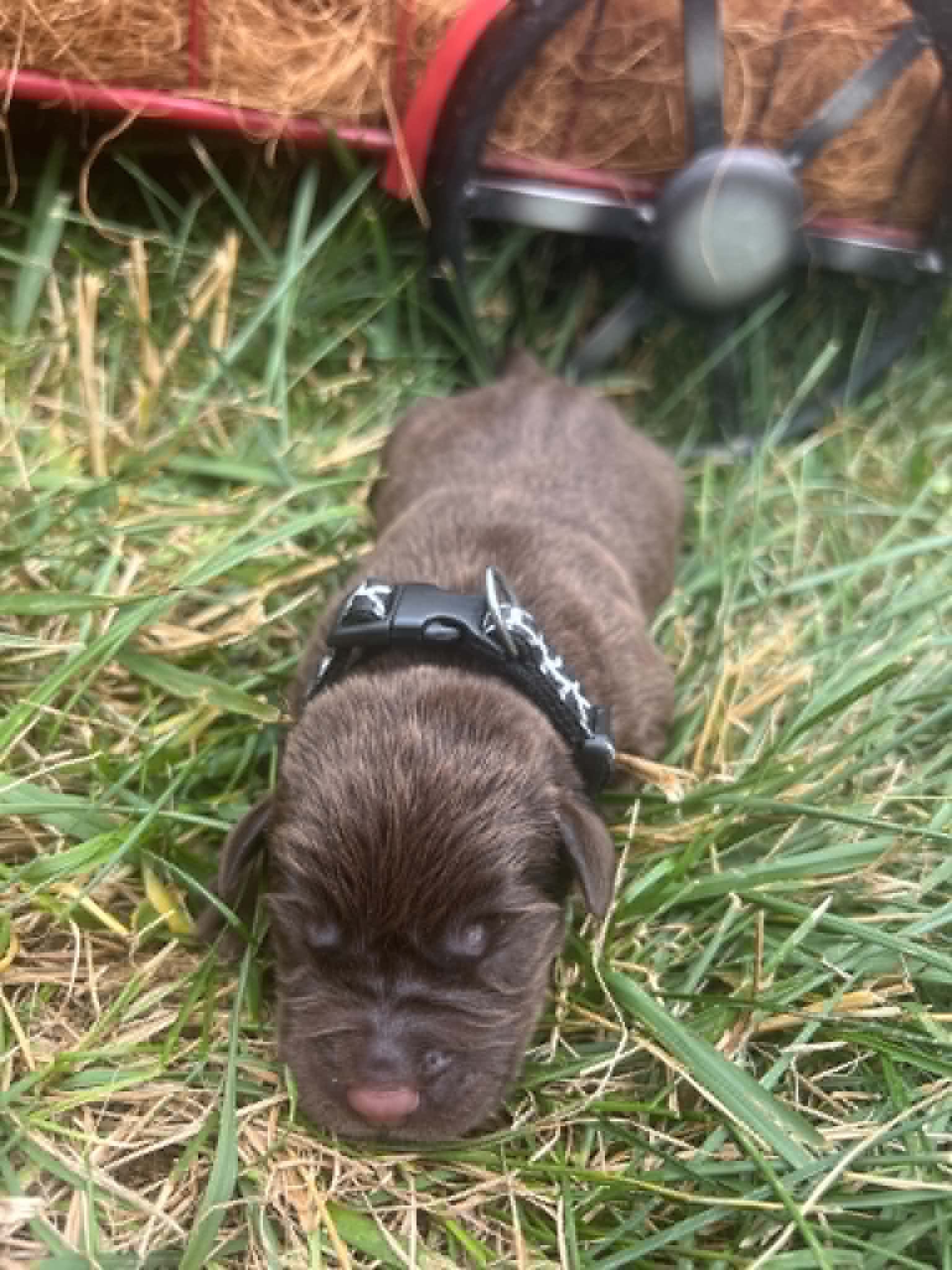 A purebred chocolate Labrador Retriever puppy with a pink curtain and red rose flowers around him.