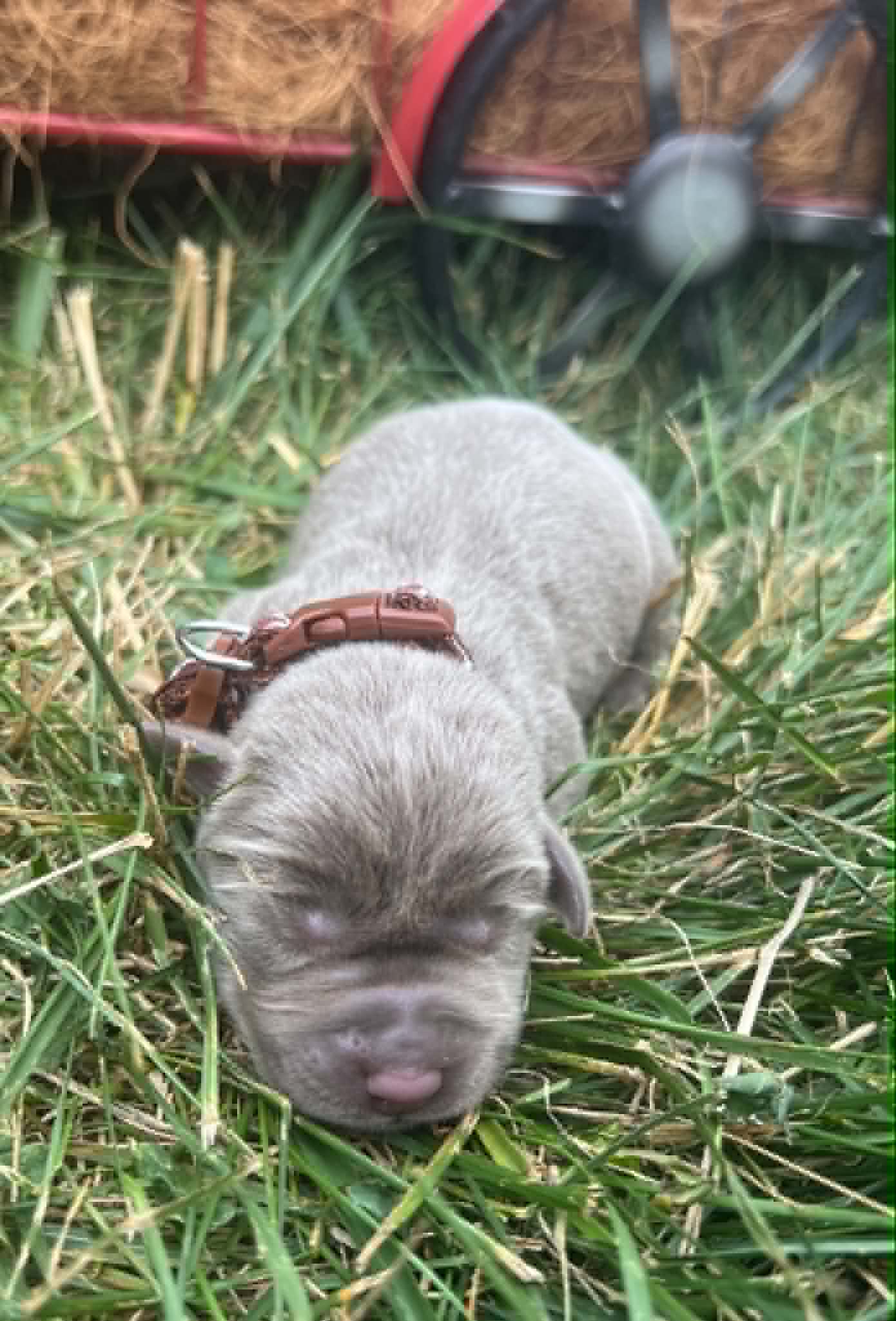 A purebred silver Labrador Retriever puppy with a pink curtain and red rose flowers around him.