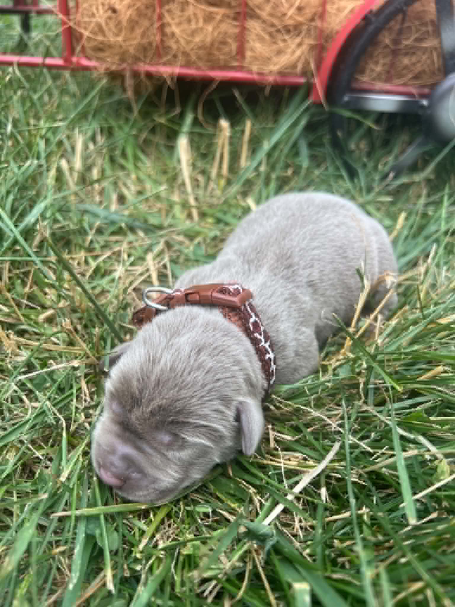 A purebred silver Labrador Retriever puppy with a pink curtain and red rose flowers around him.
