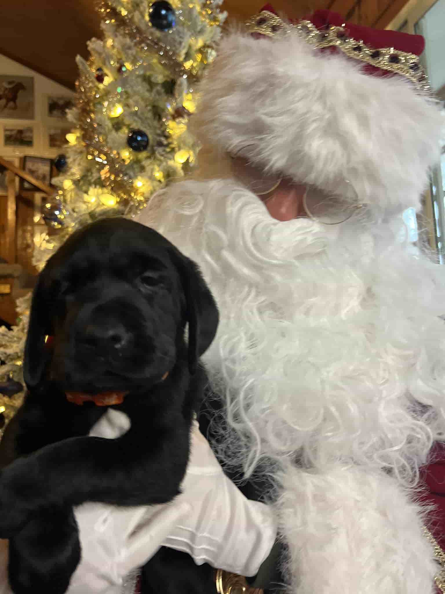 A purebred yellow Labrador Retriever puppy with a pink curtain and red rose flowers around him.
