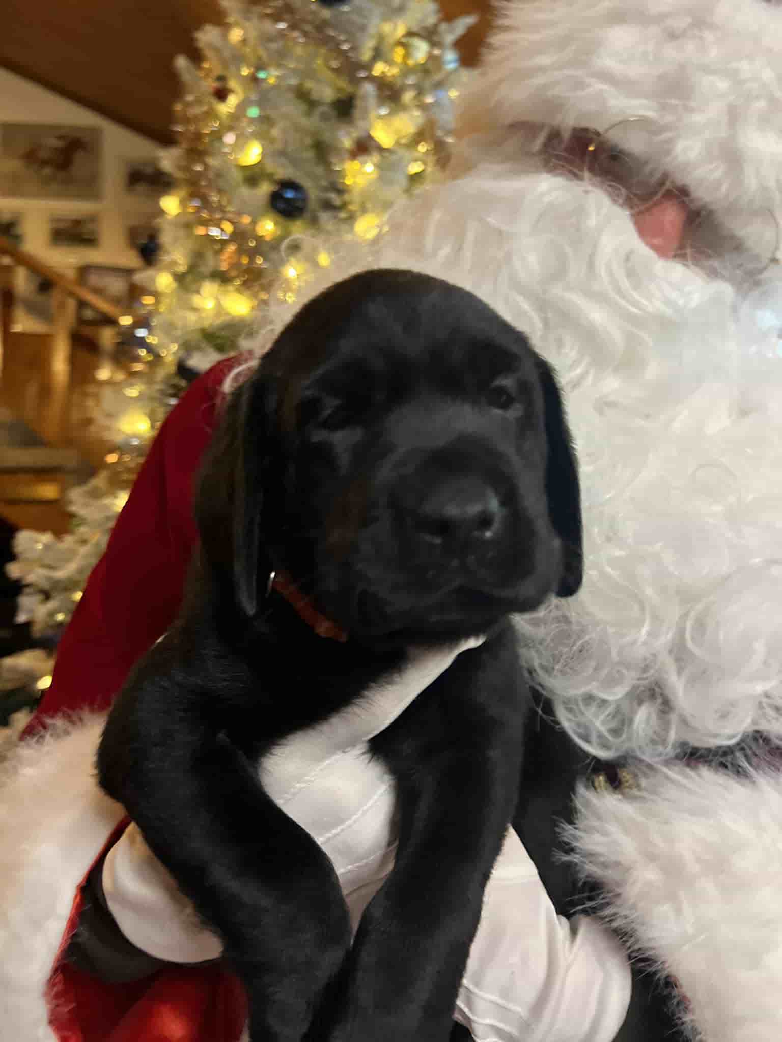 A purebred yellow Labrador Retriever puppy with a pink curtain and red rose flowers around him.