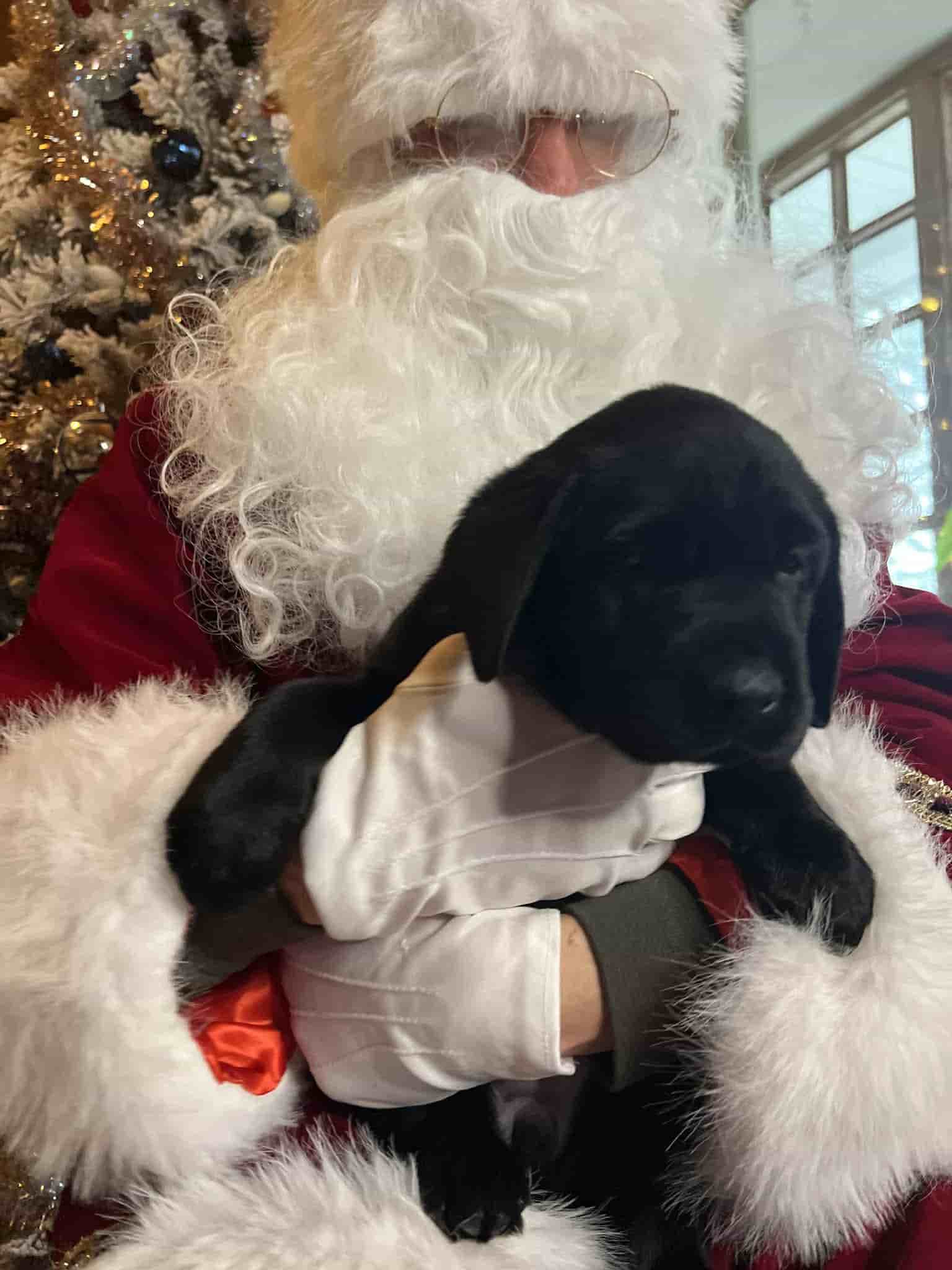 A purebred yellow Labrador Retriever puppy with a pink curtain and red rose flowers around him.
