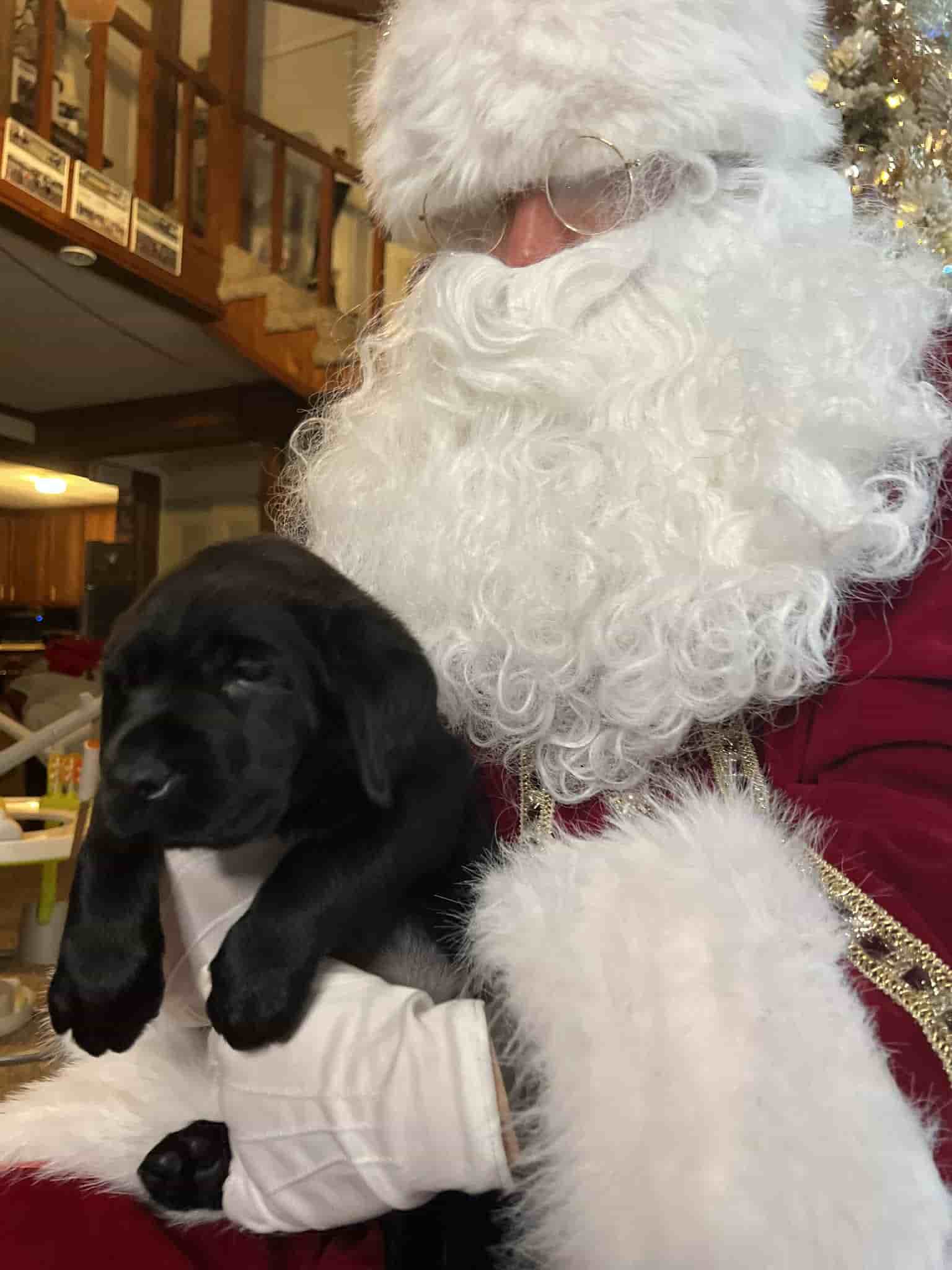 A purebred yellow Labrador Retriever puppy with a pink curtain and red rose flowers around him.