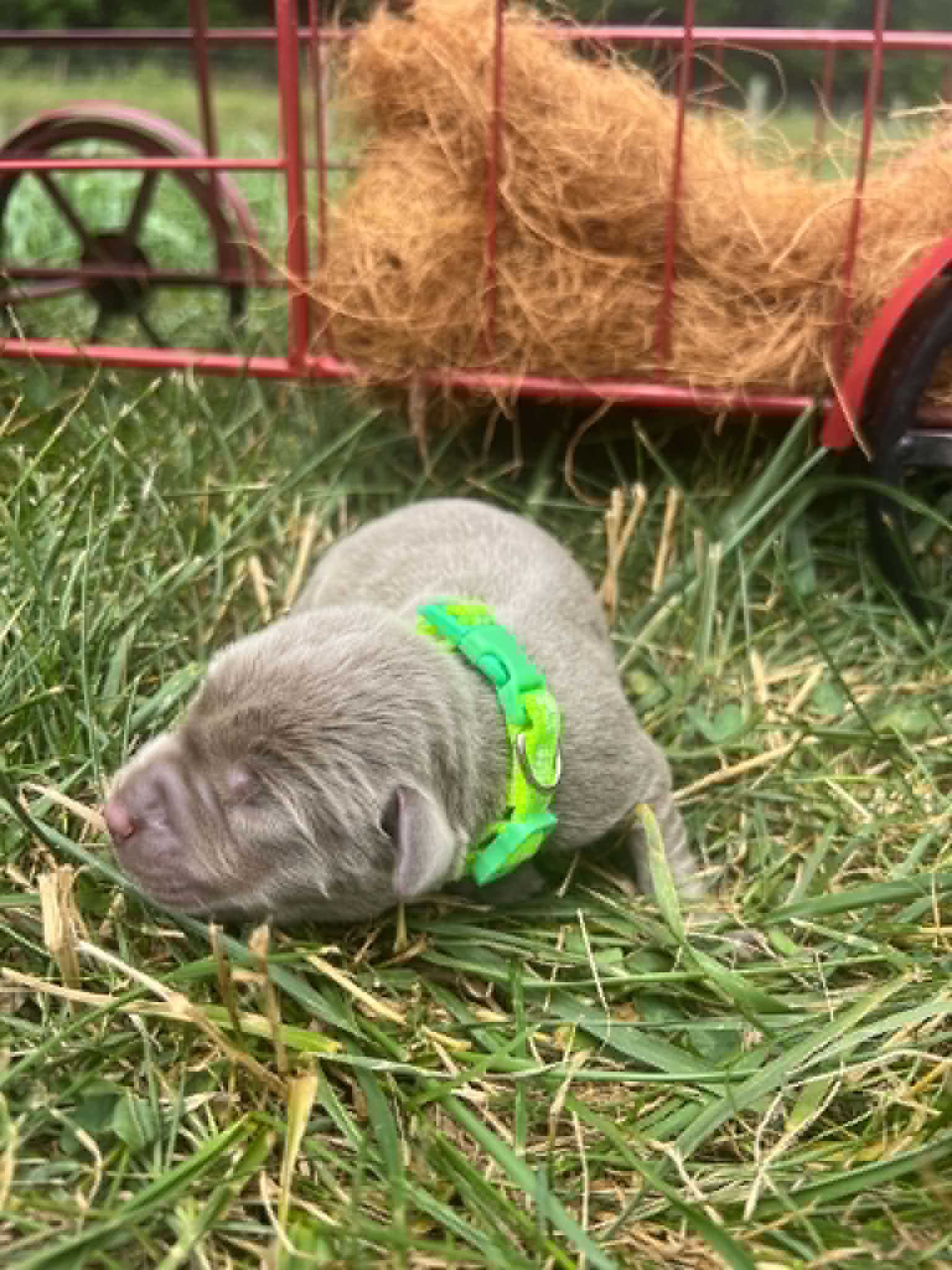 A purebred silver Labrador Retriever puppy with a pink curtain and red rose flowers around him.