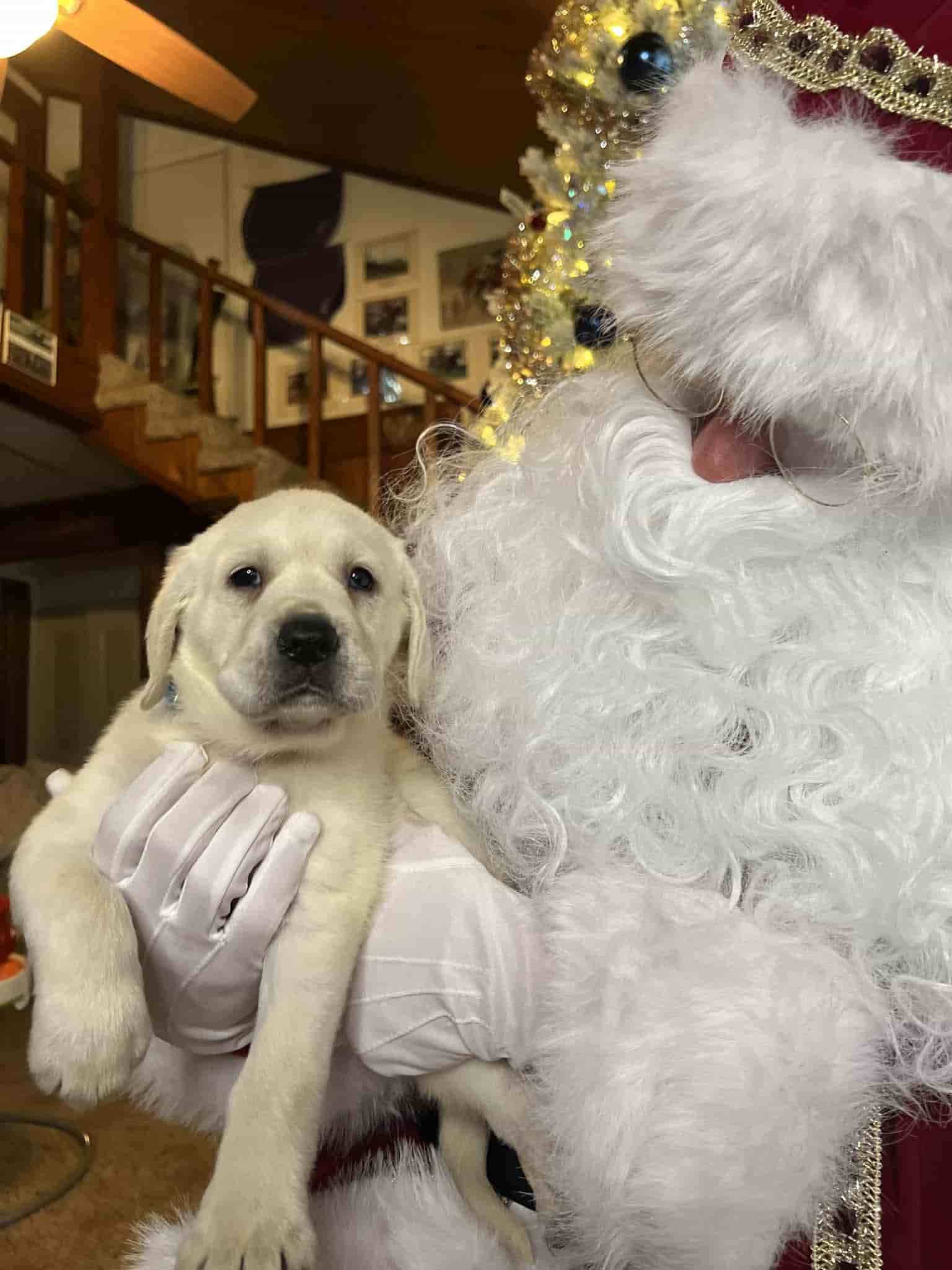 A purebred yellow Labrador Retriever puppy with a pink curtain and red rose flowers around him.