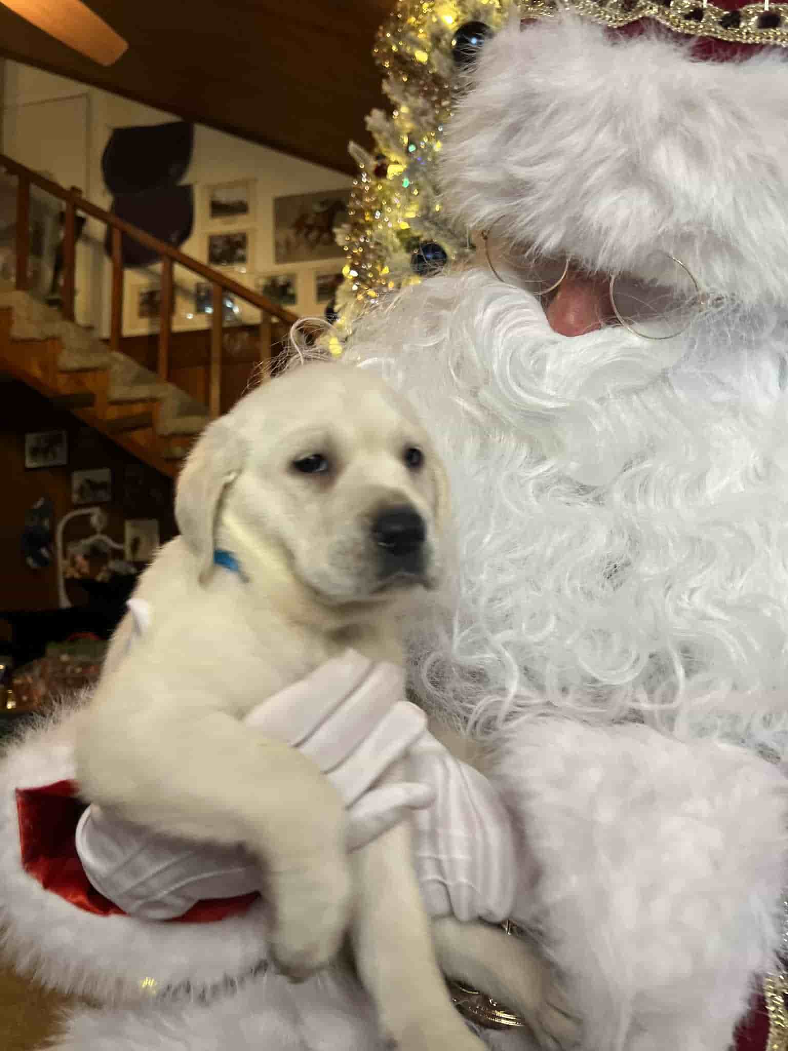 A purebred yellow Labrador Retriever puppy with a pink curtain and red rose flowers around him.