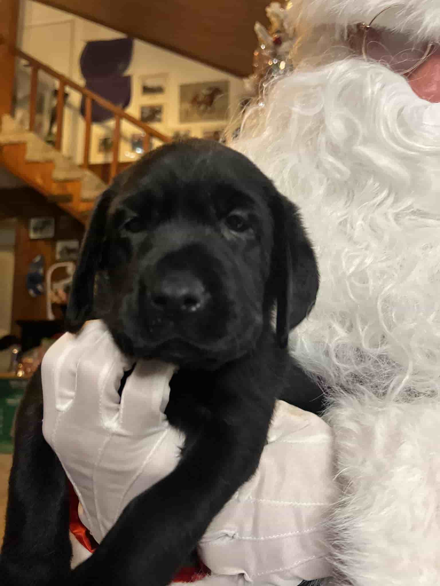 A purebred silver Labrador Retriever puppy with a pink curtain and red rose flowers around him.