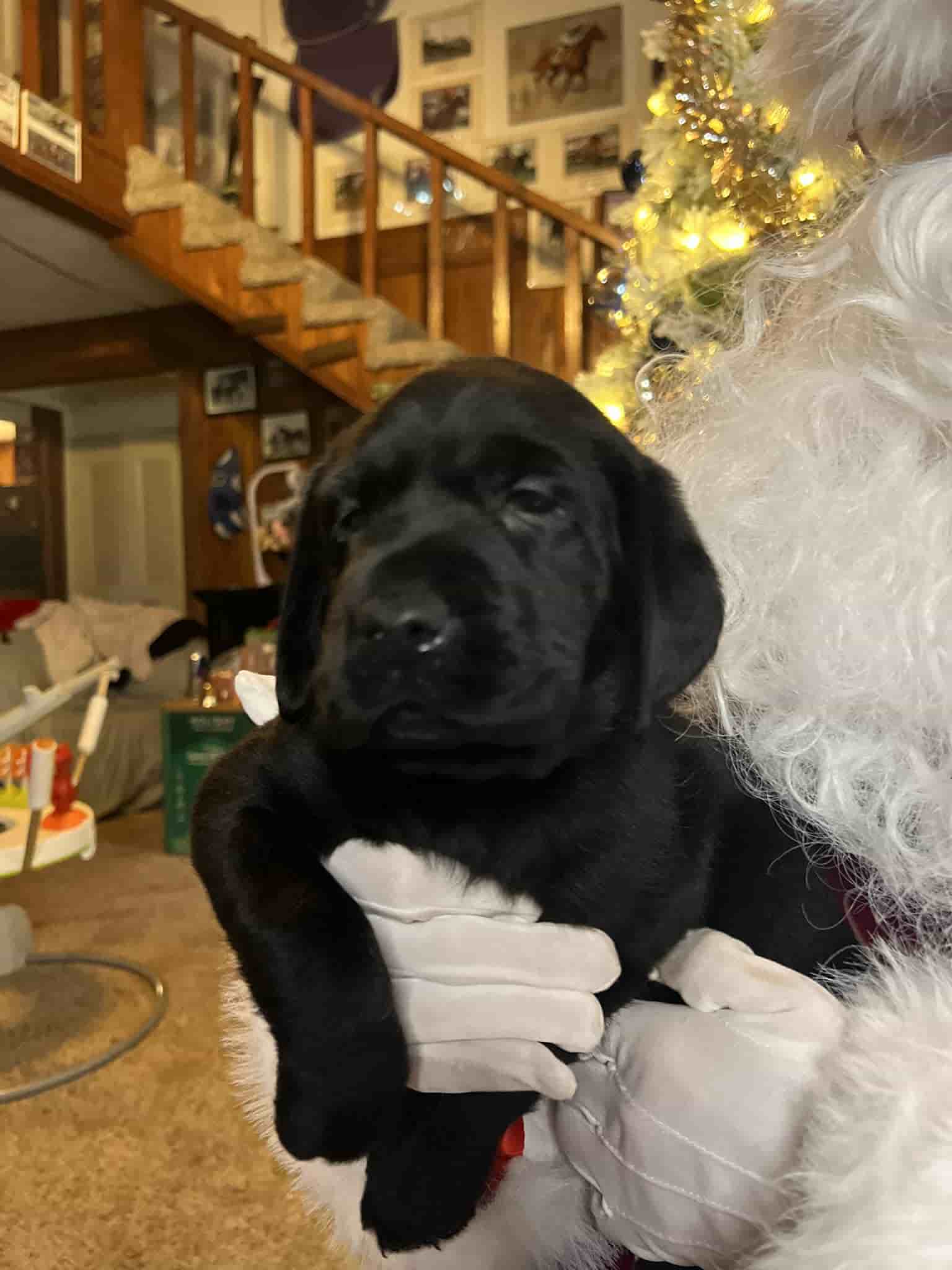 A purebred silver Labrador Retriever puppy with a pink curtain and red rose flowers around him.