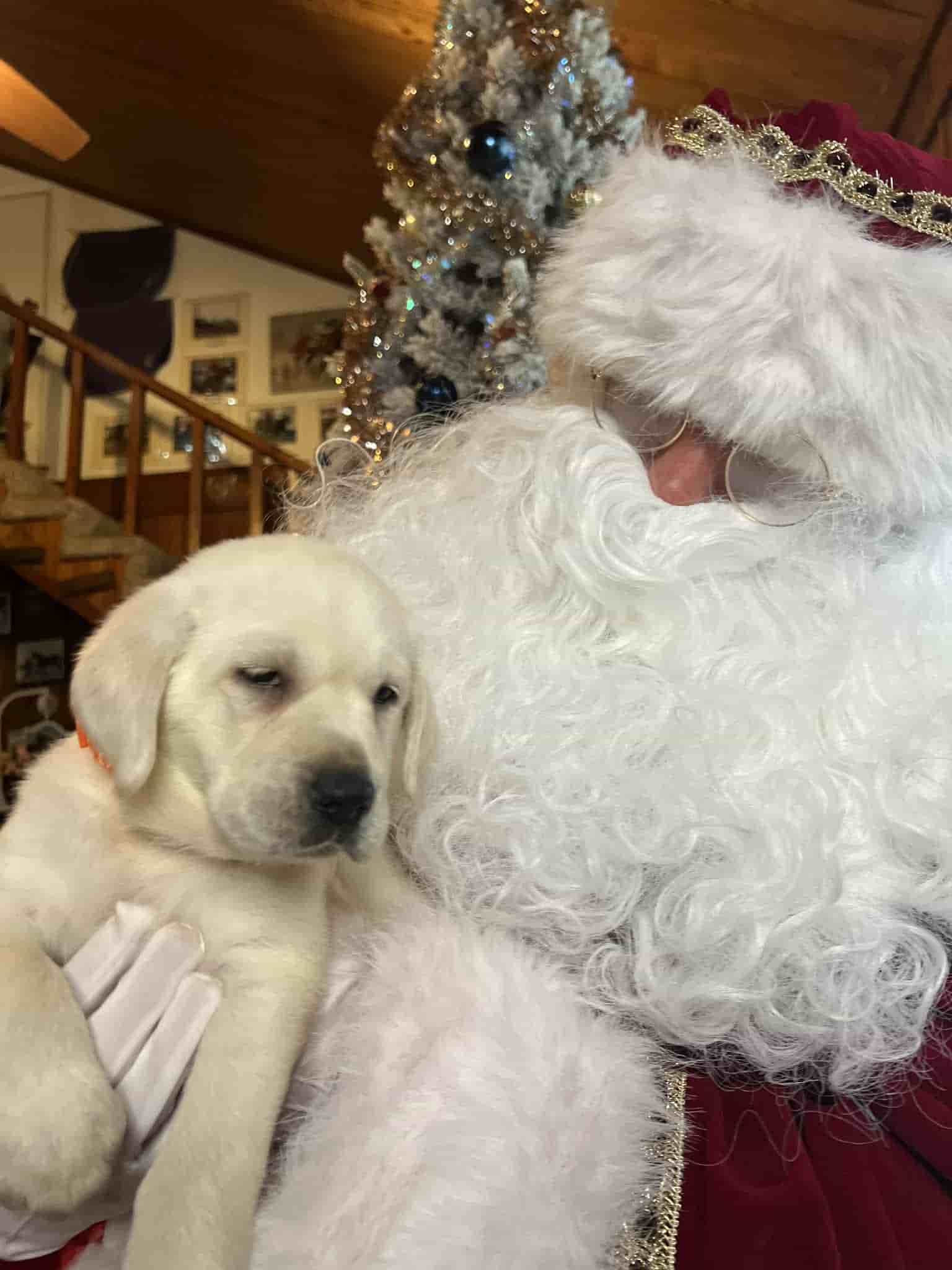 A purebred yellow Labrador Retriever puppy with a pink curtain and red rose flowers around him.
