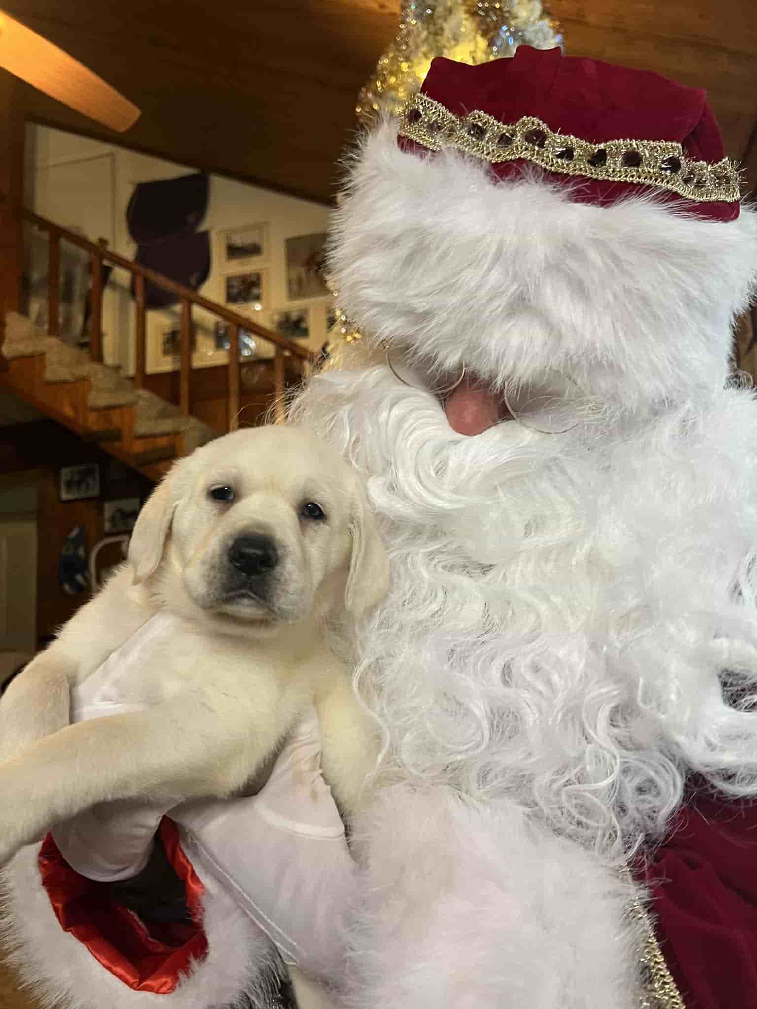 A purebred yellow Labrador Retriever puppy with a pink curtain and red rose flowers around him.
