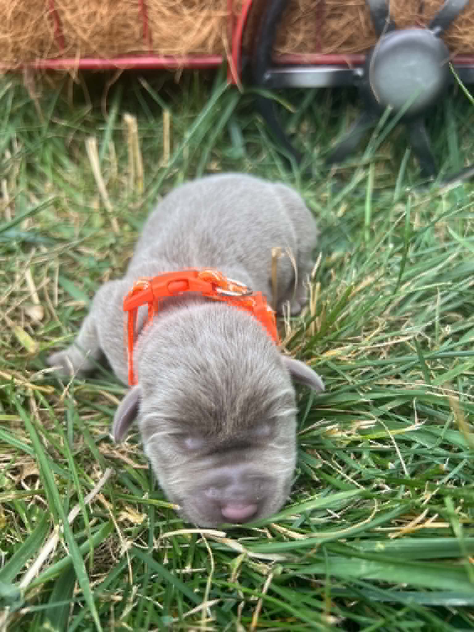 A purebred silver Labrador Retriever puppy with a pink curtain and red rose flowers around him.