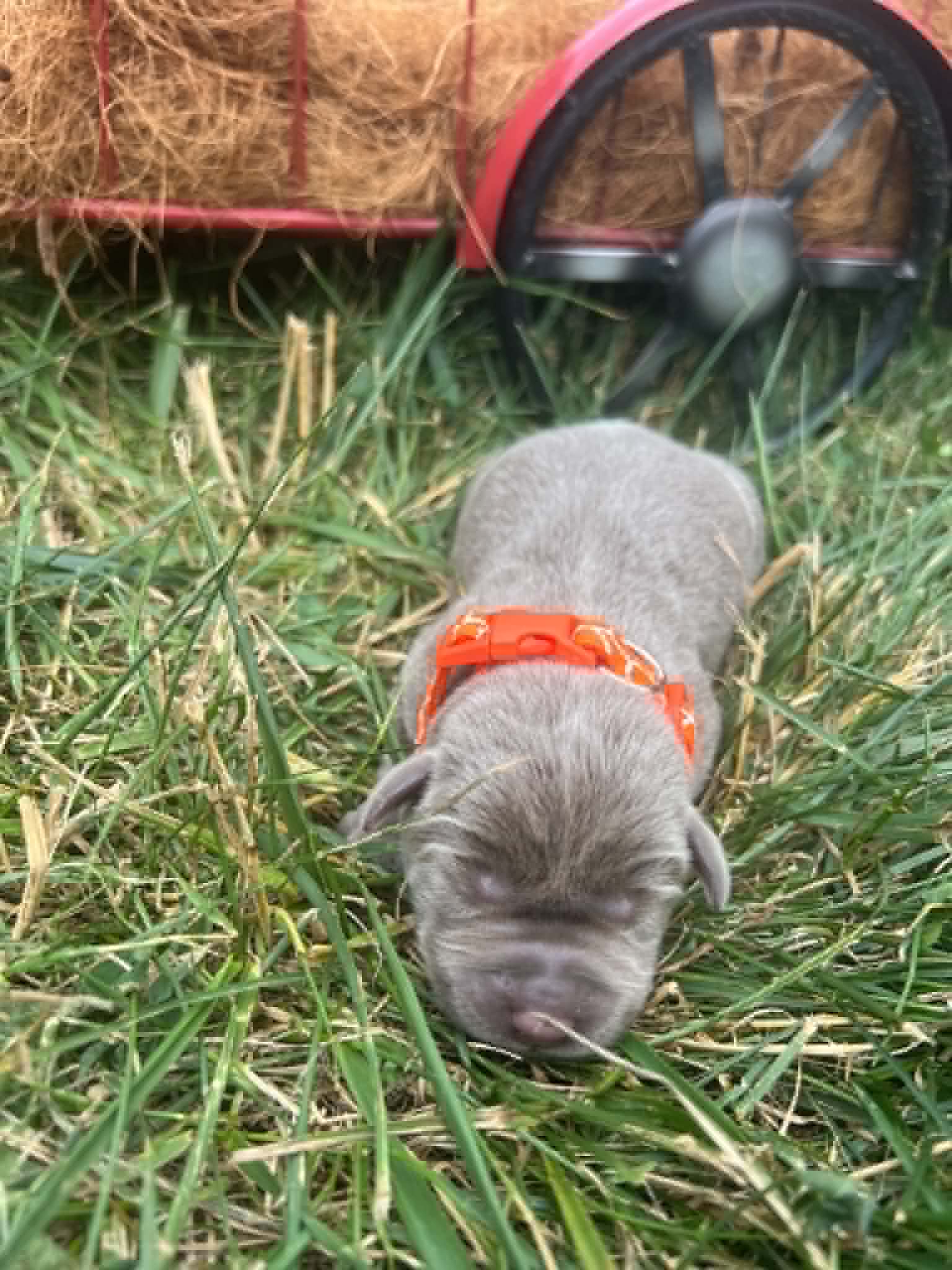 A purebred silver Labrador Retriever puppy with a pink curtain and red rose flowers around him.