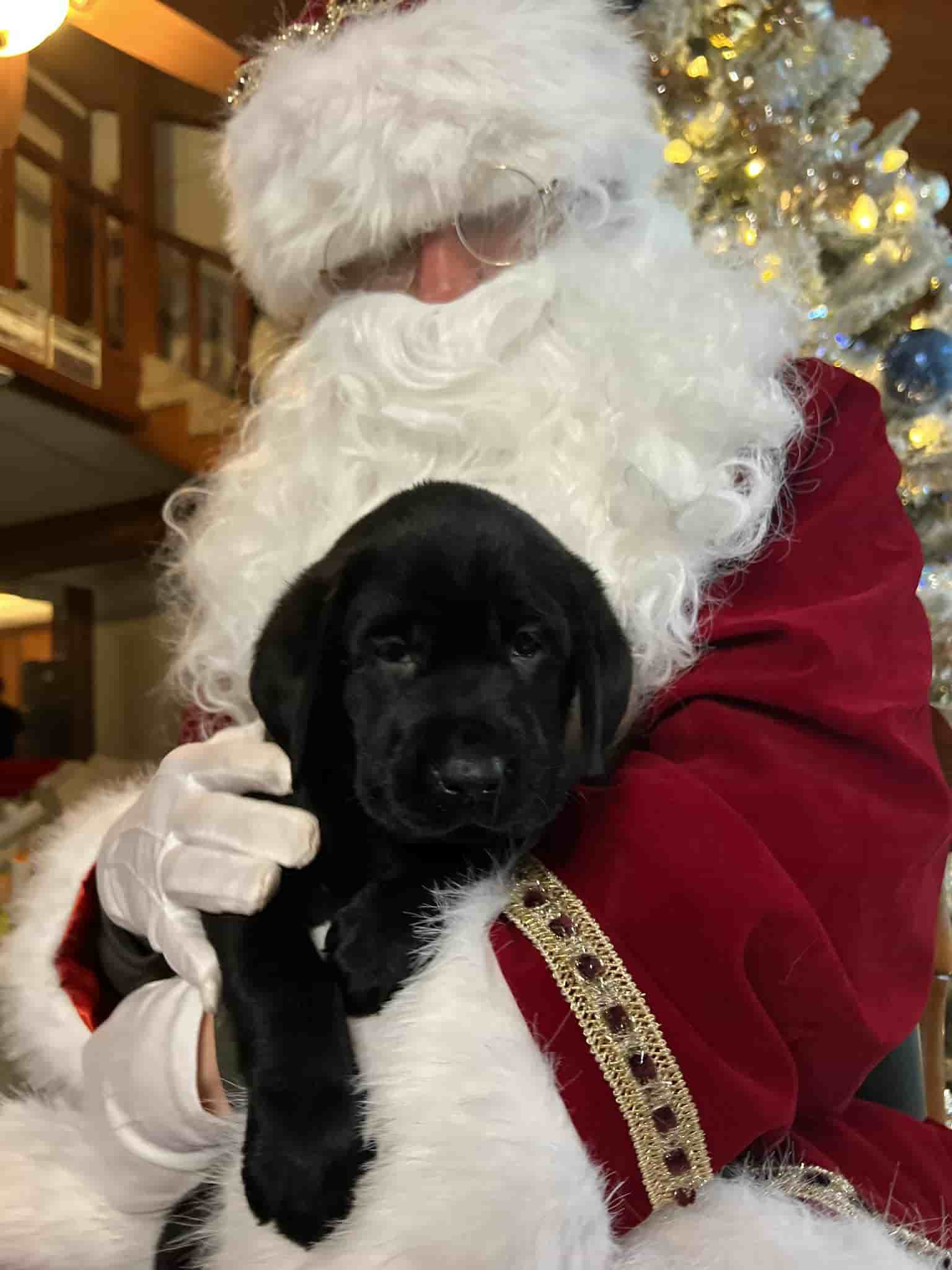 A purebred yellow Labrador Retriever puppy with a pink curtain and red rose flowers around him.