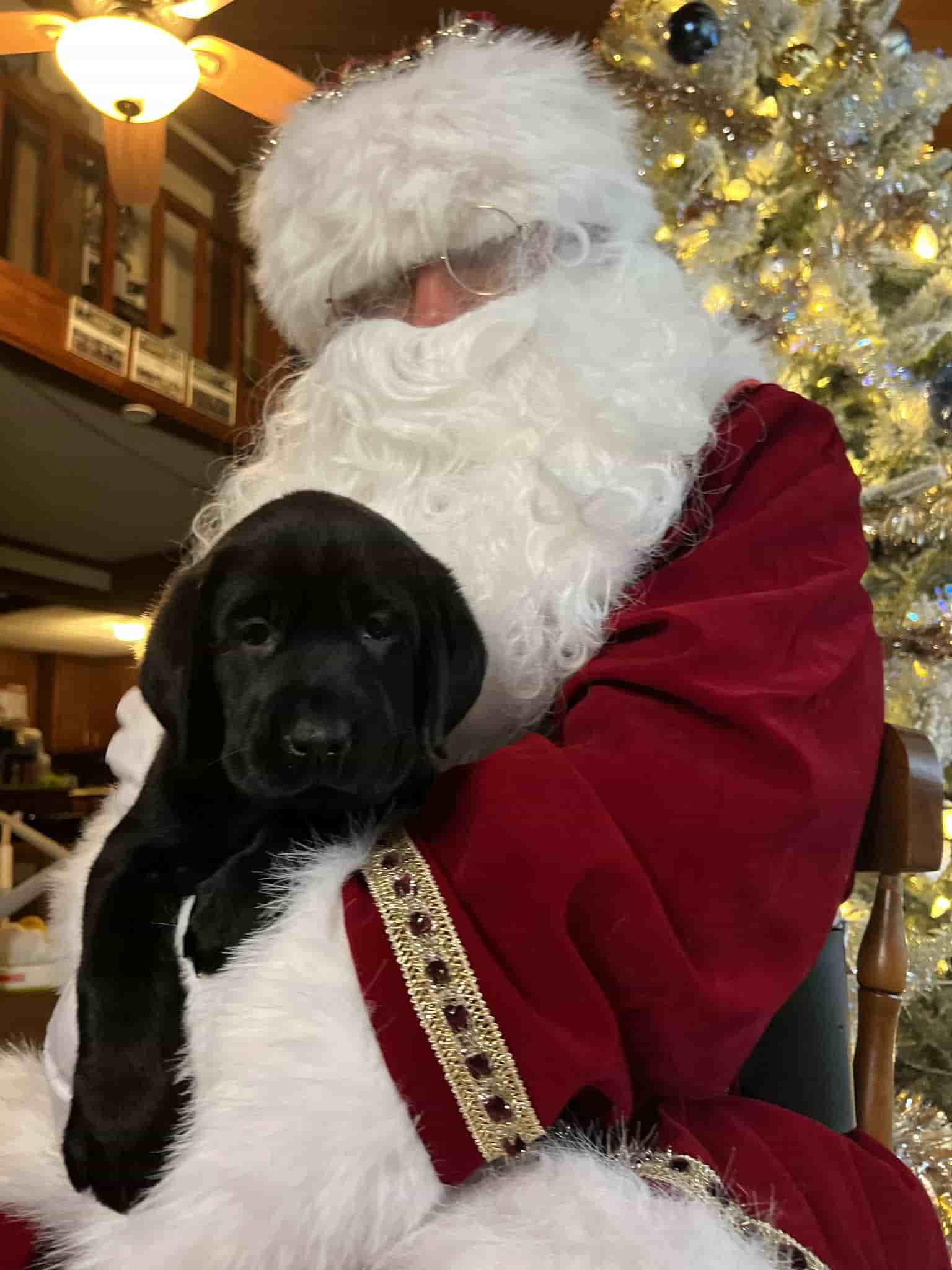 A purebred yellow Labrador Retriever puppy with a pink curtain and red rose flowers around him.