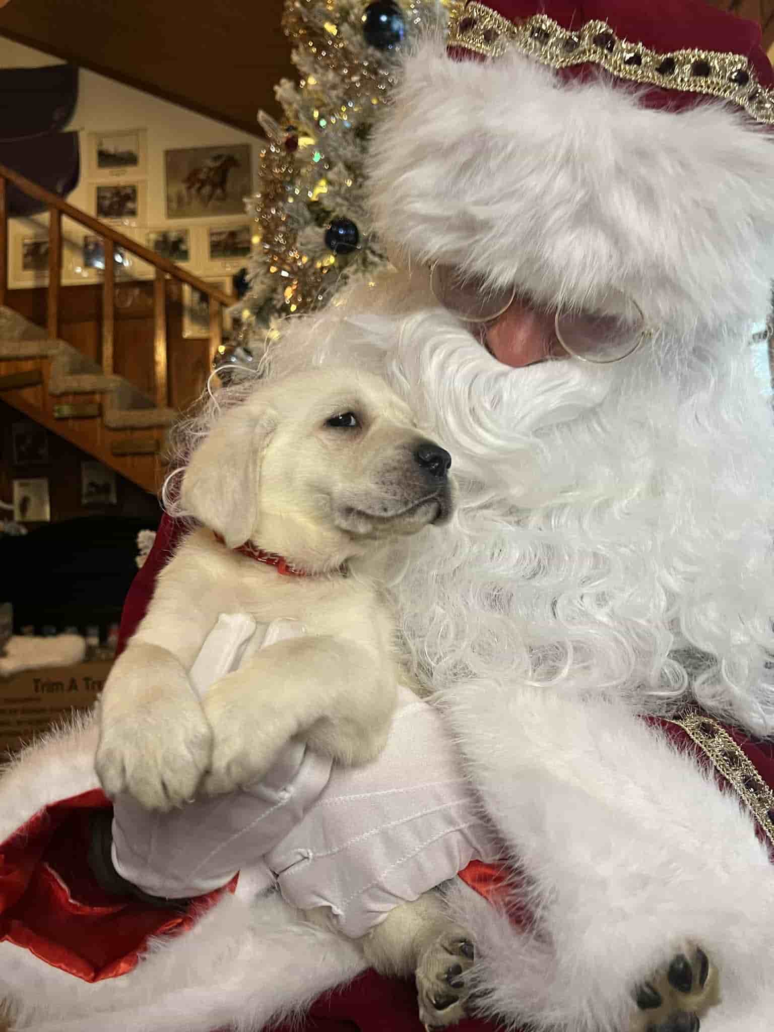A purebred yellow Labrador Retriever puppy with a pink curtain and red rose flowers around him.