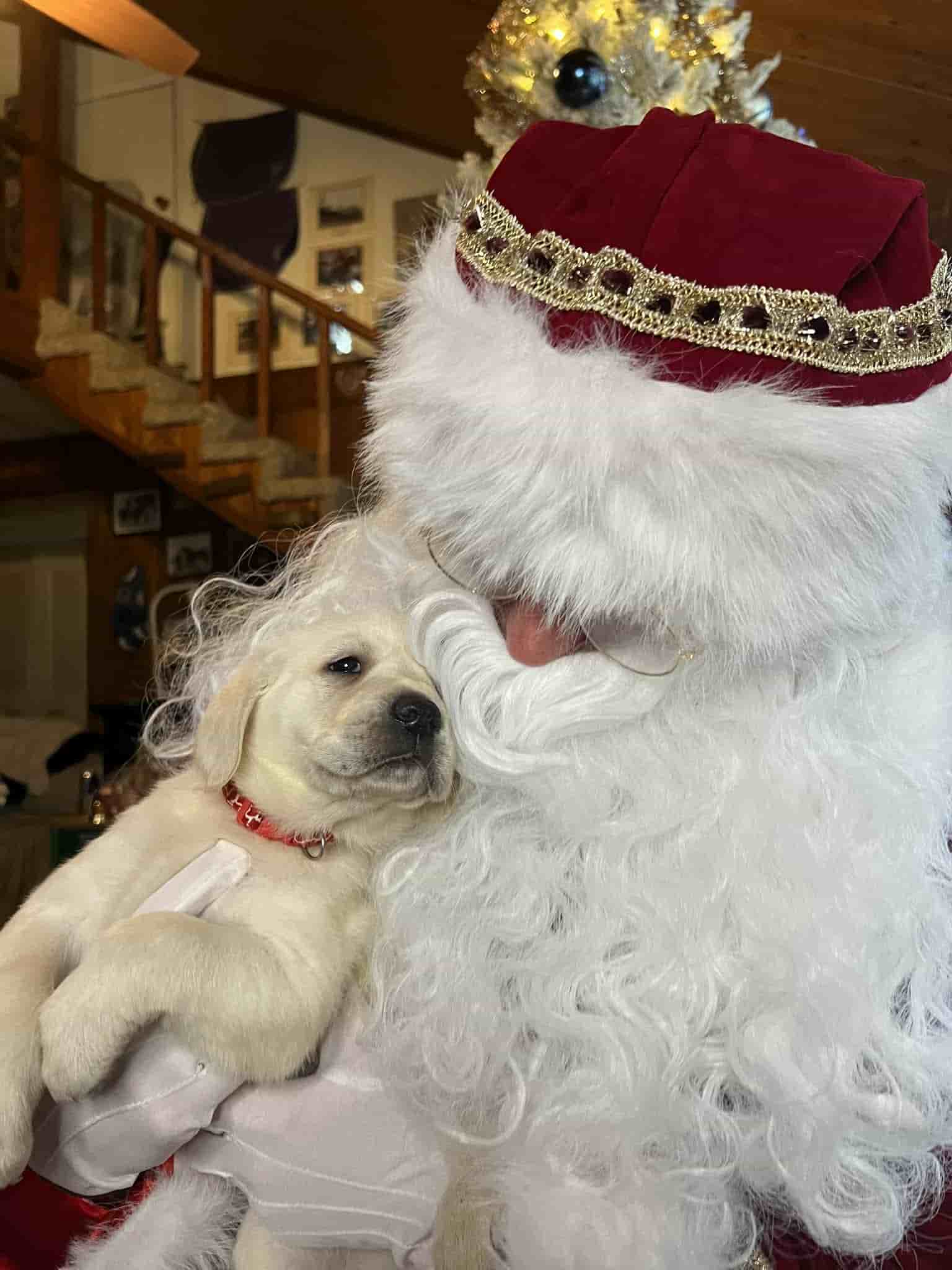 A purebred yellow Labrador Retriever puppy with a pink curtain and red rose flowers around him.