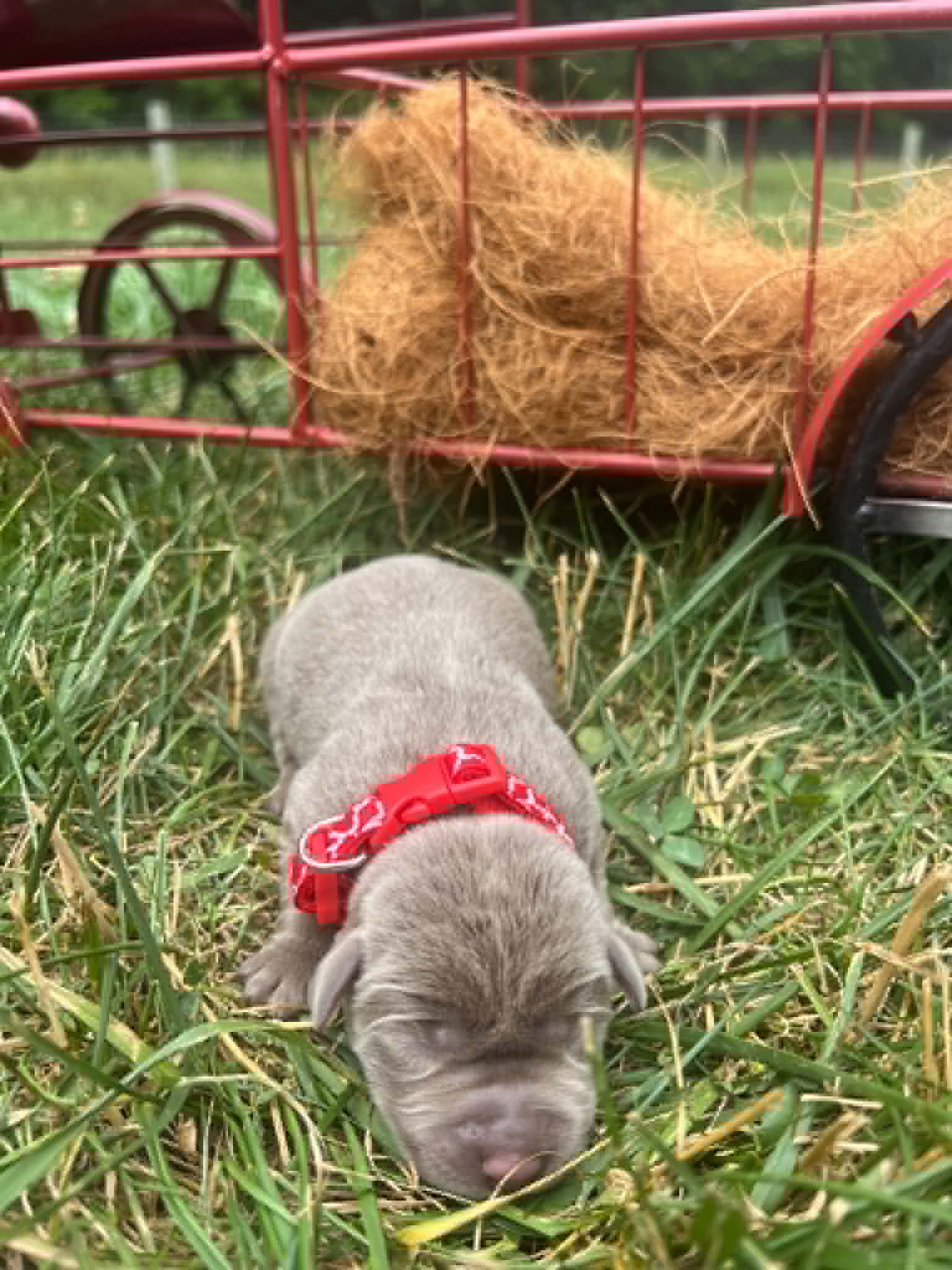 A purebred silver Labrador Retriever puppy with a pink curtain and red rose flowers around him.
