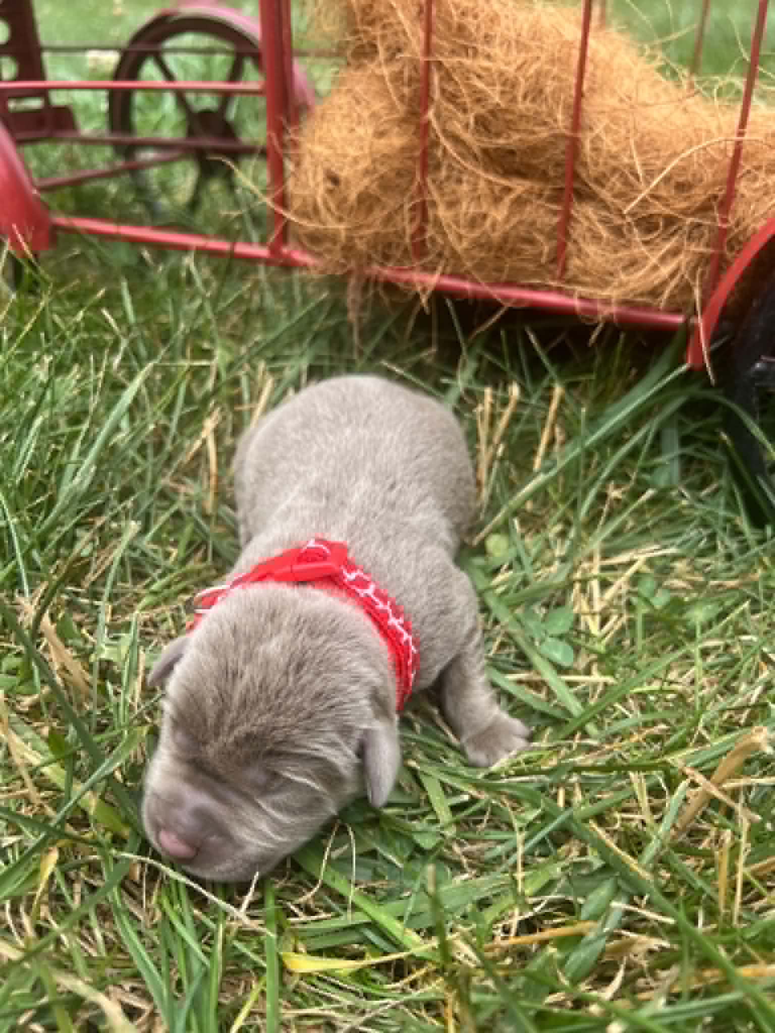 A purebred silver Labrador Retriever puppy with a pink curtain and red rose flowers around him.