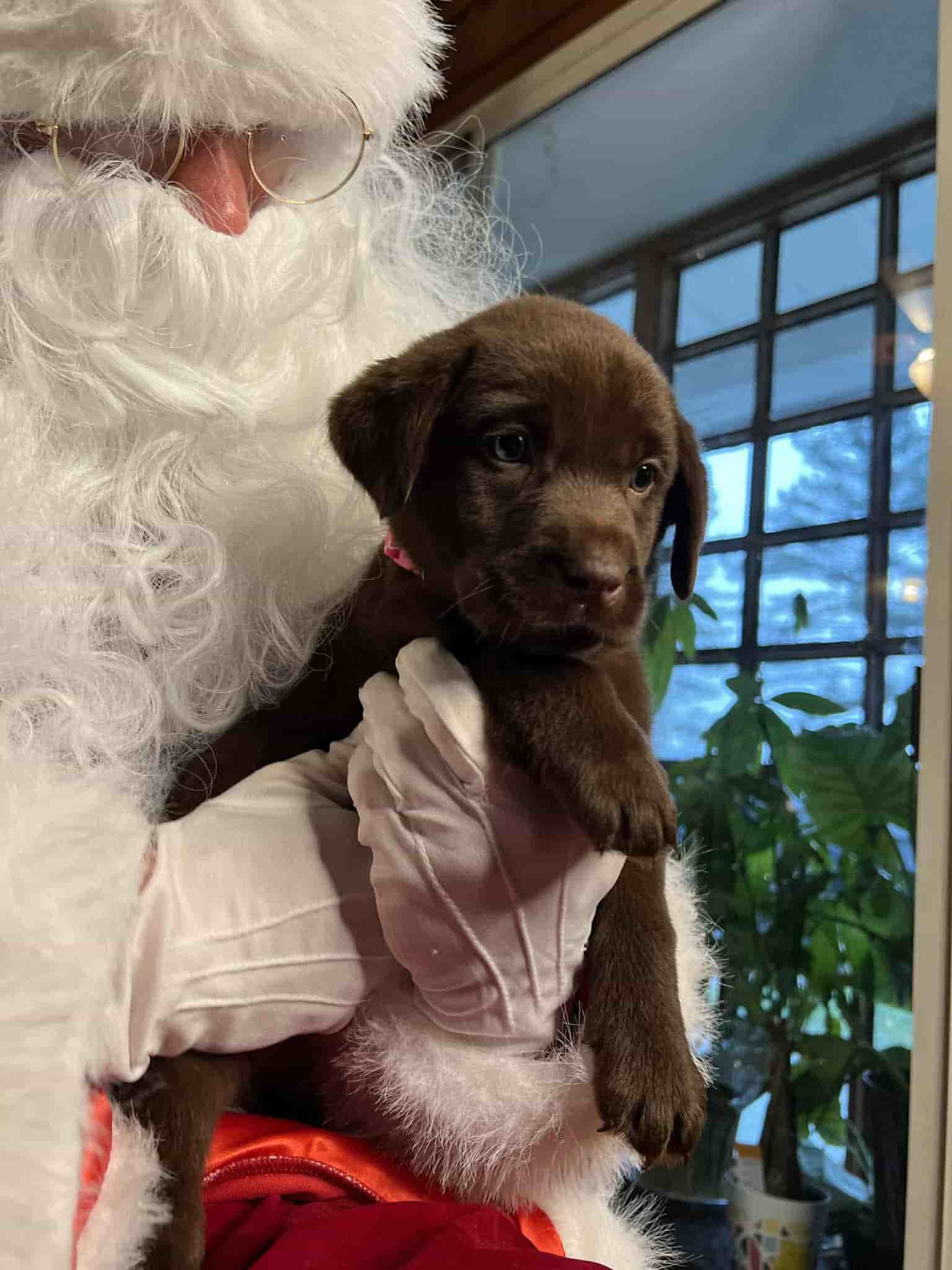 A purebred yellow Labrador Retriever puppy with a pink curtain and red rose flowers around him.