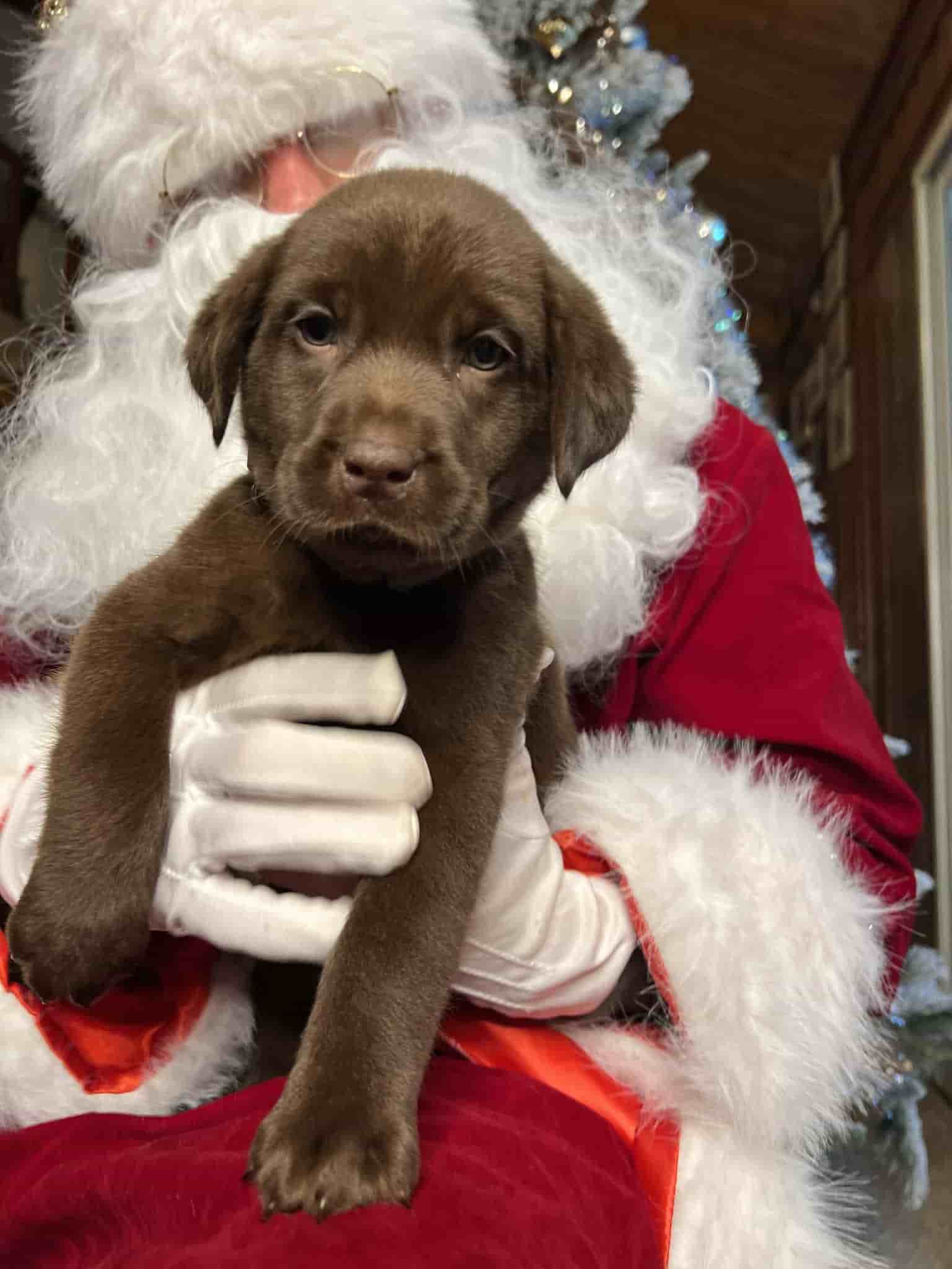 A purebred yellow Labrador Retriever puppy with a pink curtain and red rose flowers around him.