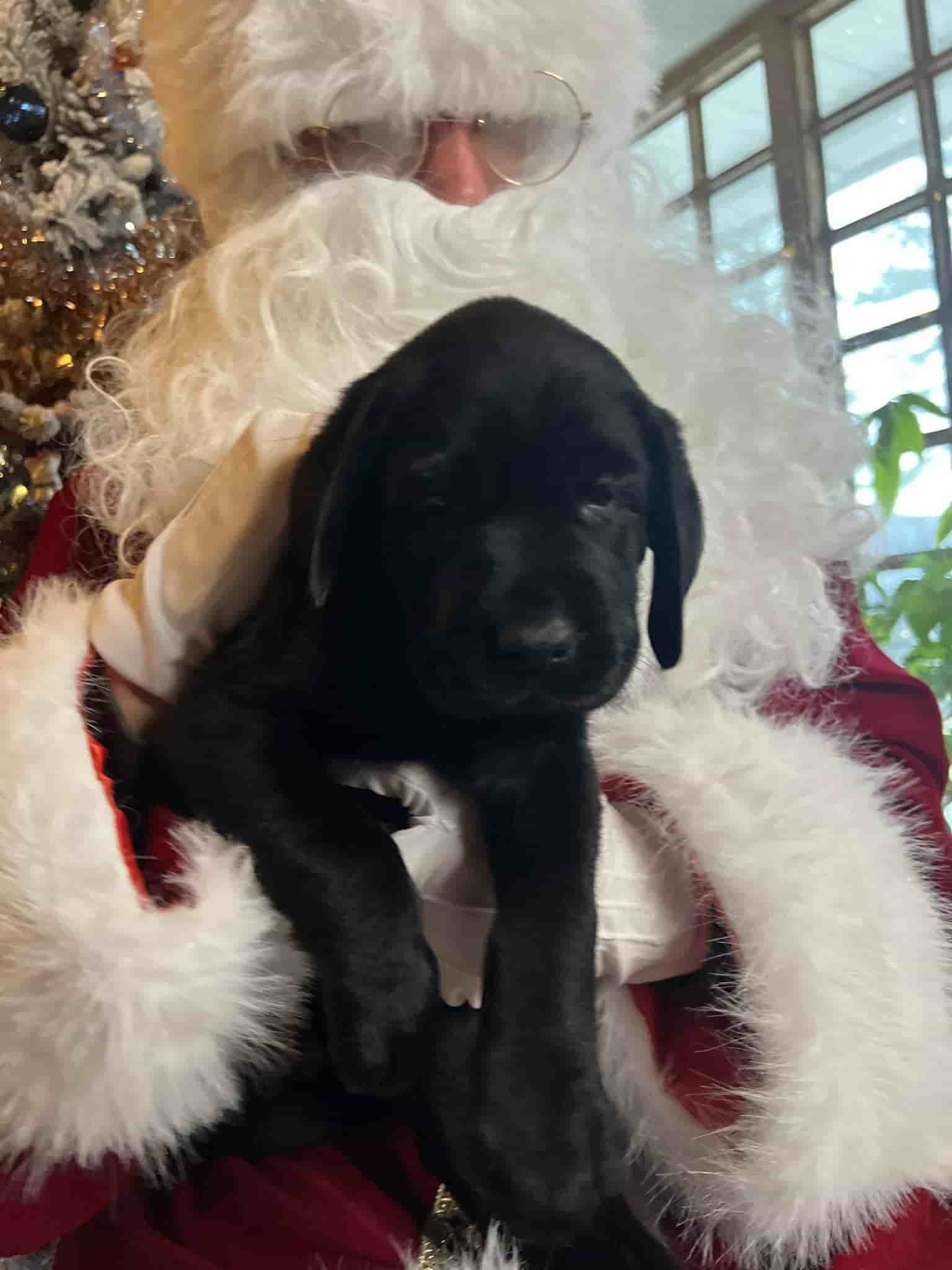 A purebred yellow Labrador Retriever puppy with a pink curtain and red rose flowers around him.