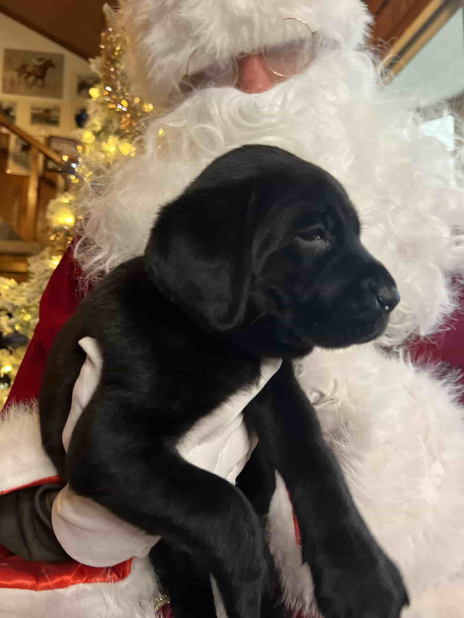 A purebred yellow Labrador Retriever puppy with a pink curtain and red rose flowers around him.