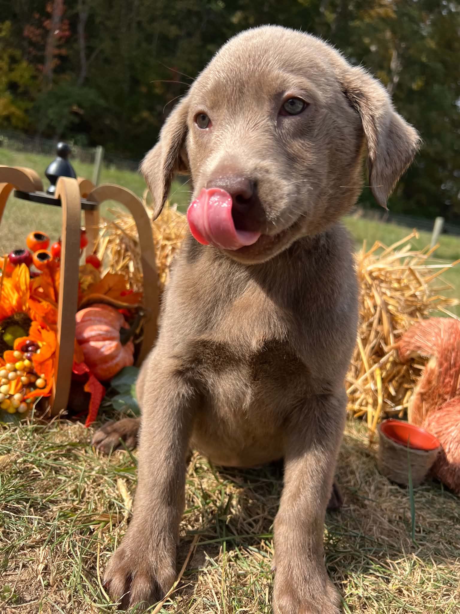 A purebred Labrador Retriever puppy outside in natural daylight.